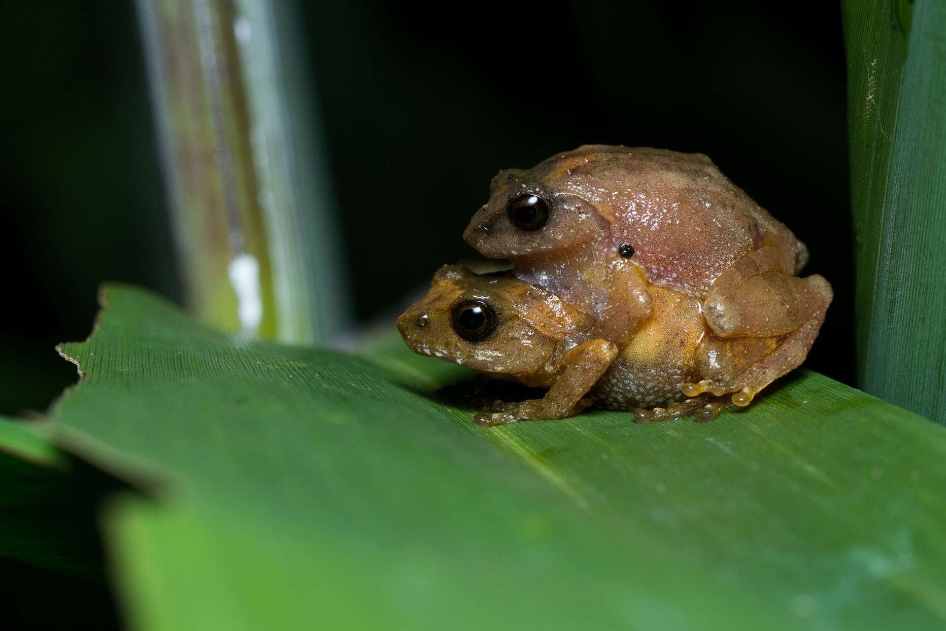 Annandale's Bush Frogs mating pair