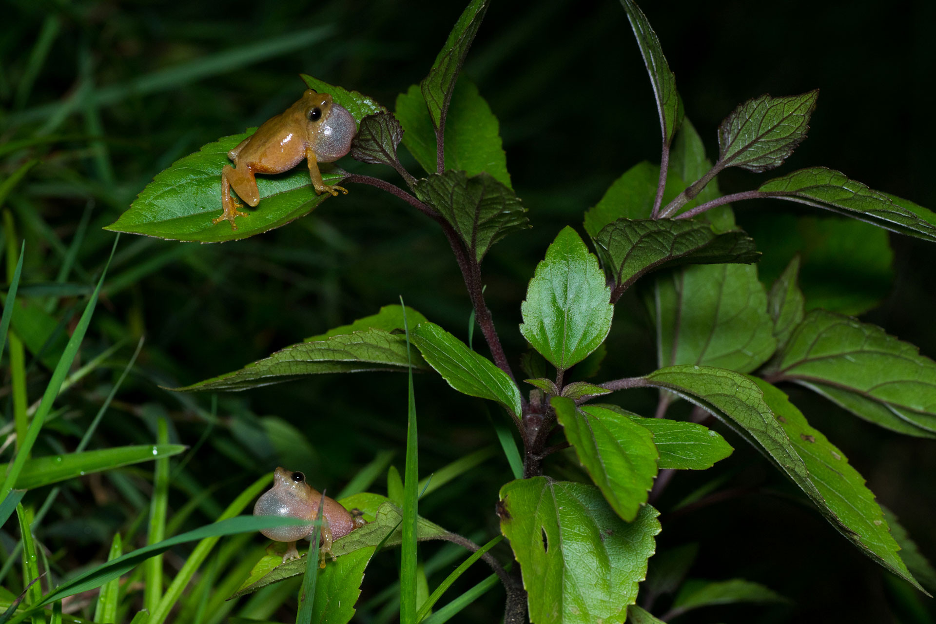 Annandale's Bush Frog males calling