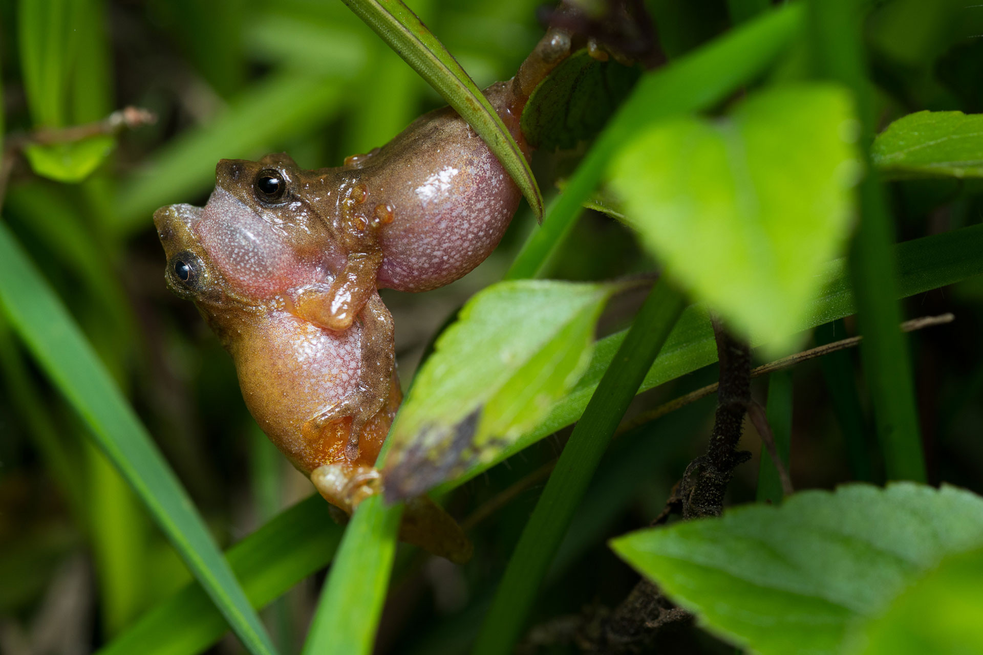 territorial fight between two Annandale's Bush Frog males