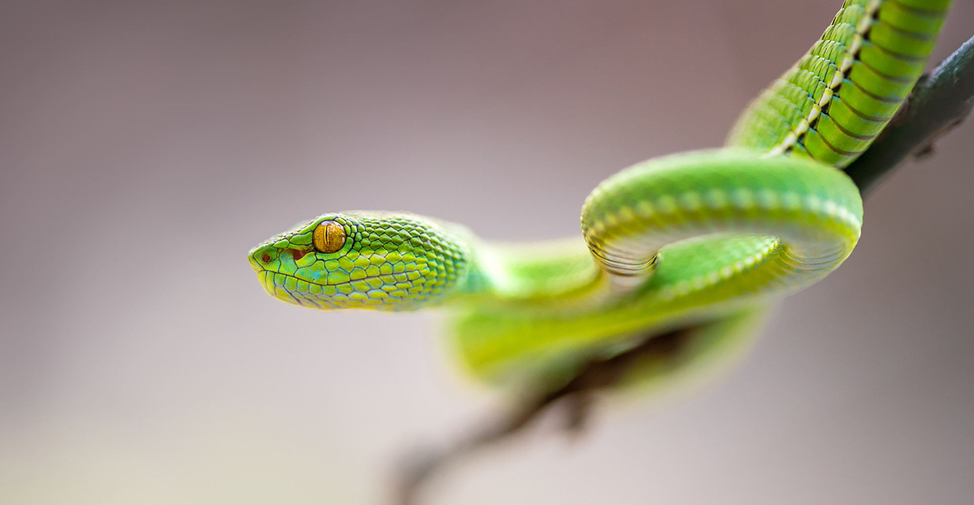 Red-tailed Pit Viper Trimeresurus erythrurus