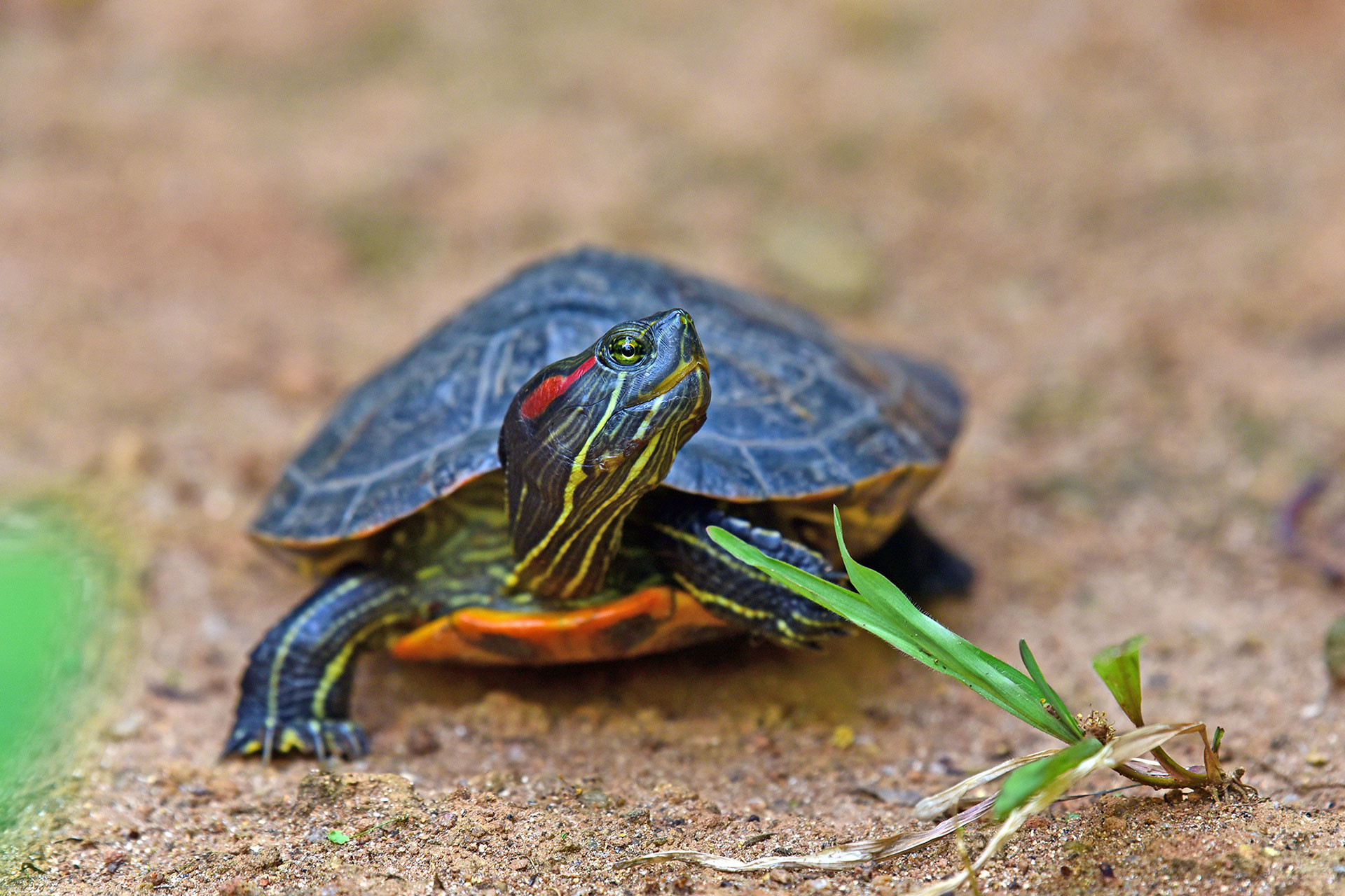 Red-eared Slider turtle from Kerala