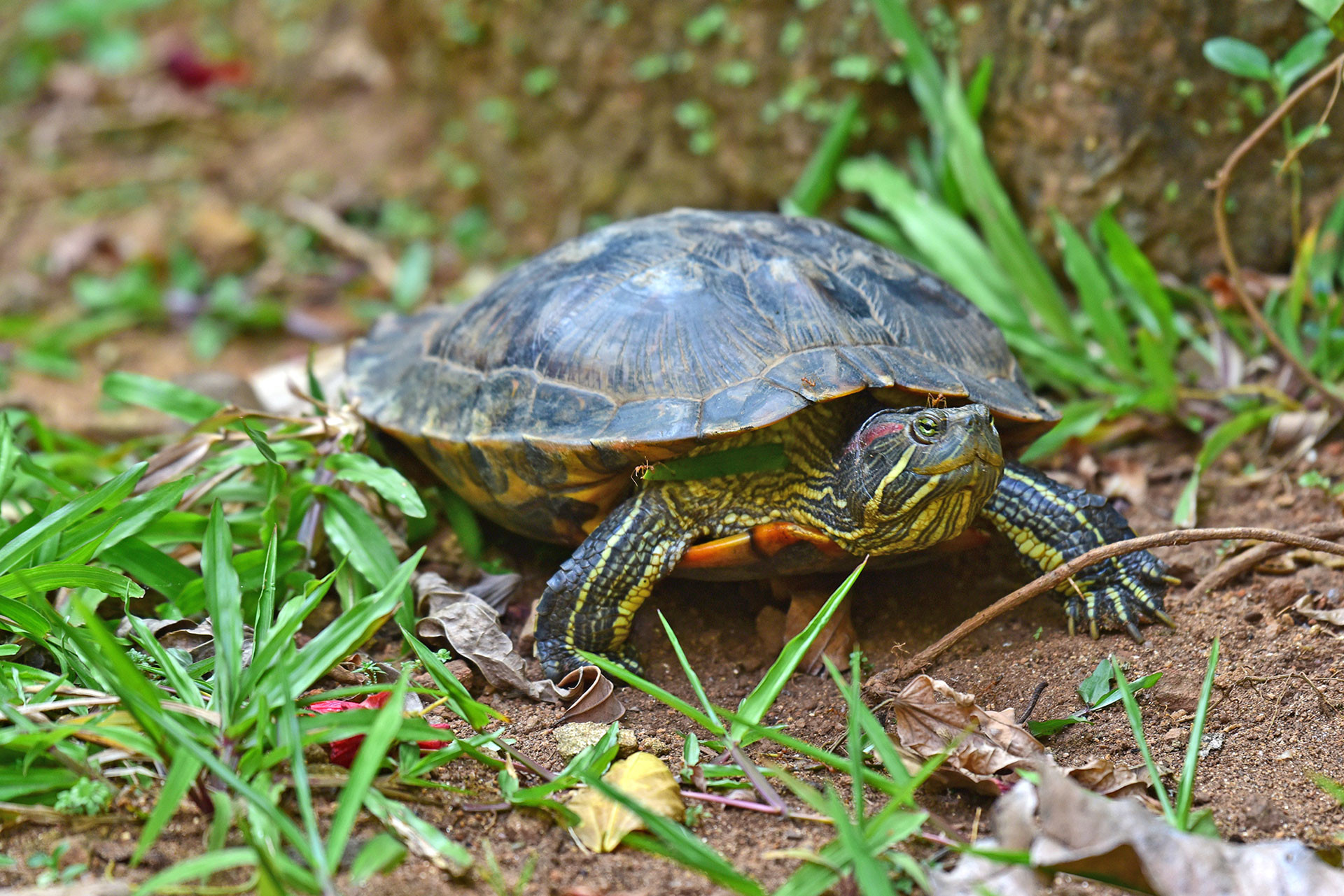 Red-eared Slider invasive species in Kerala