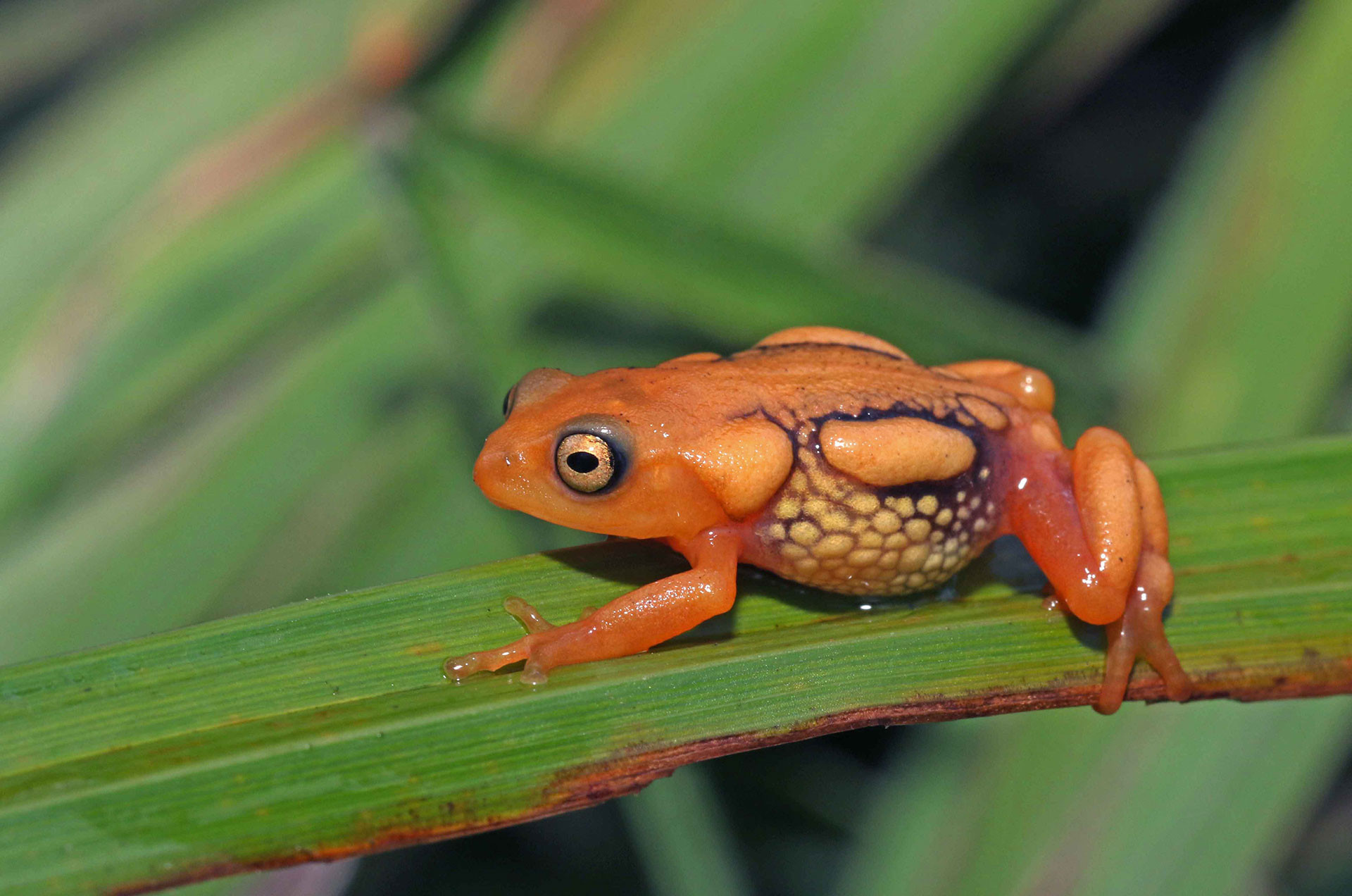 Resplendent Bush Frog (Raorchestes resplendens) also called resplendent shrubfrog