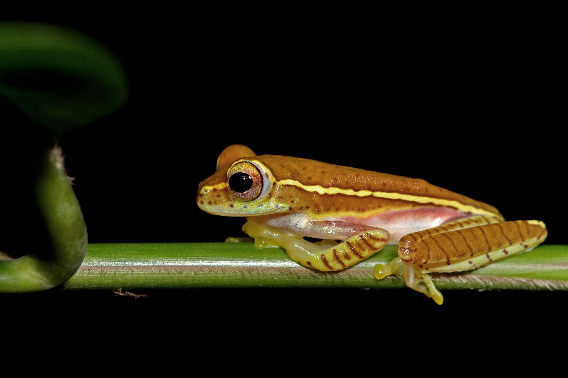 Small-handed Tree Frog Rhacophorous lateralis from the Western Ghats