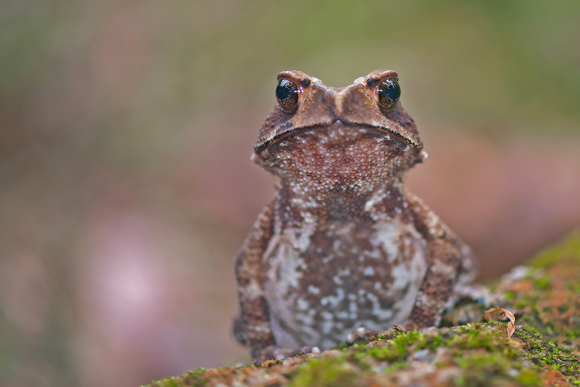      Ridged Toad | Nature Infocus