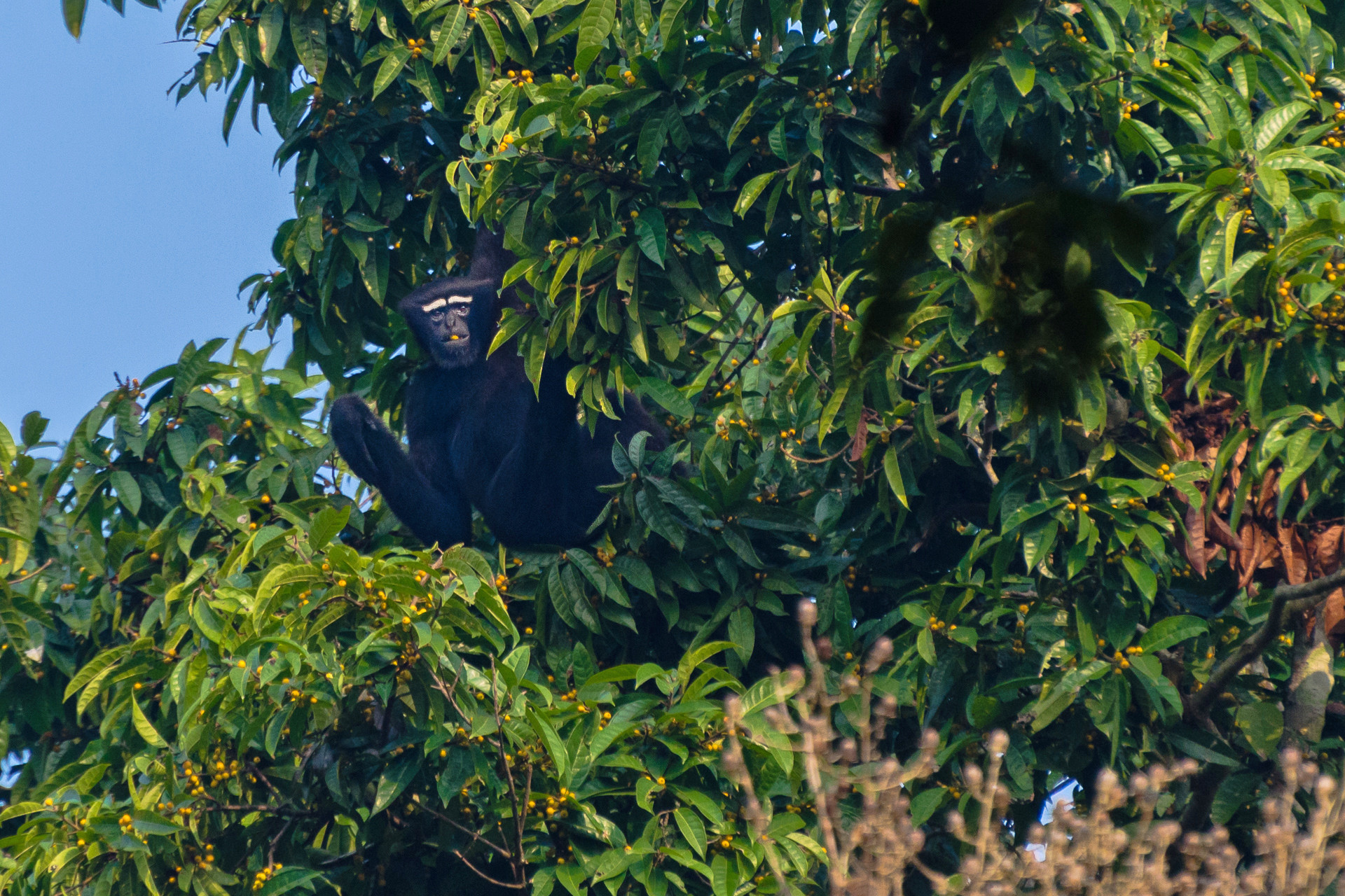 Ritobroto moitra - Seven Of India's Primate Species Are In Danger | Nature inFocus