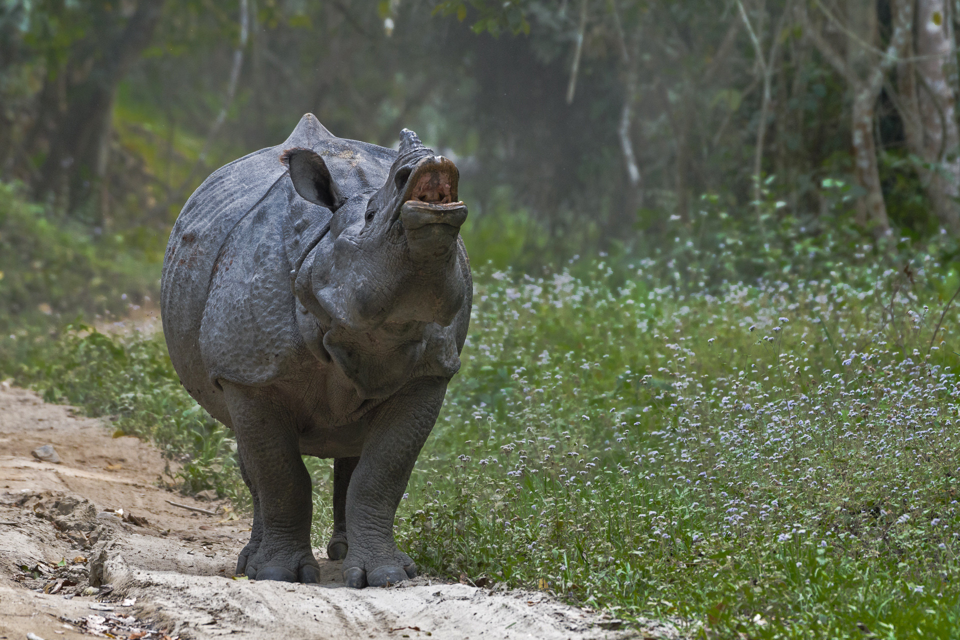 One horned Rhino courtship display in Kaziranga