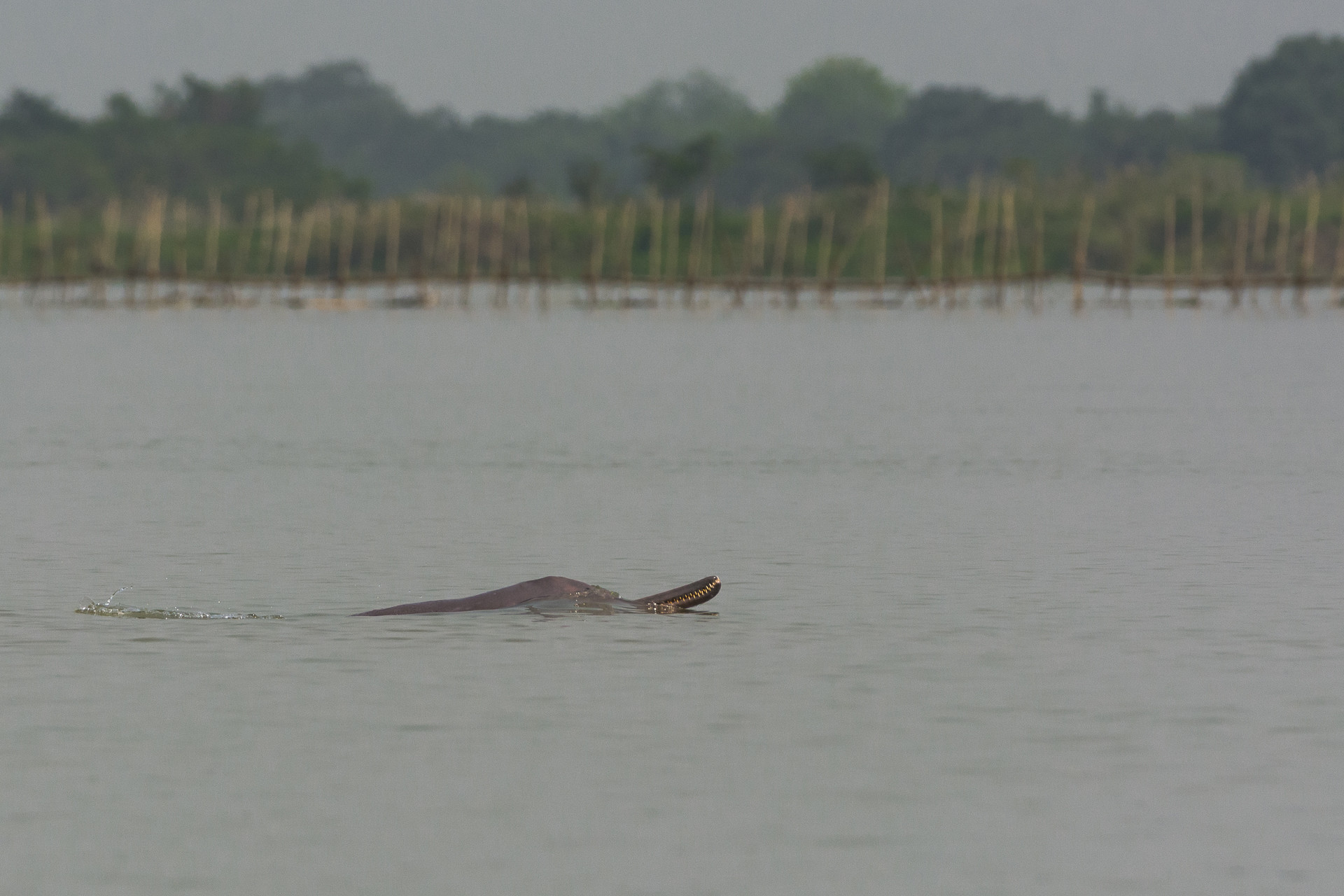 Ritobroto moitra - Understanding Rivers And Their Less Privileged Denizens | Nature inFocus