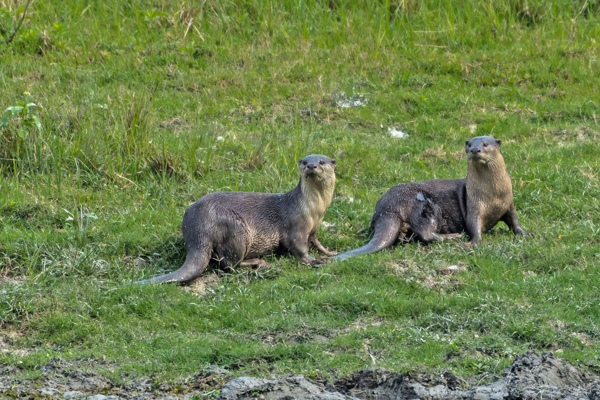 Smooth coated otters in Kaziranga National Park in Assam