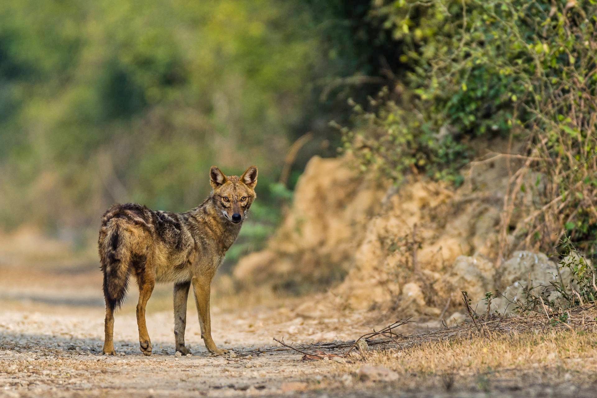 Golden Jackal seen in Bharatpur