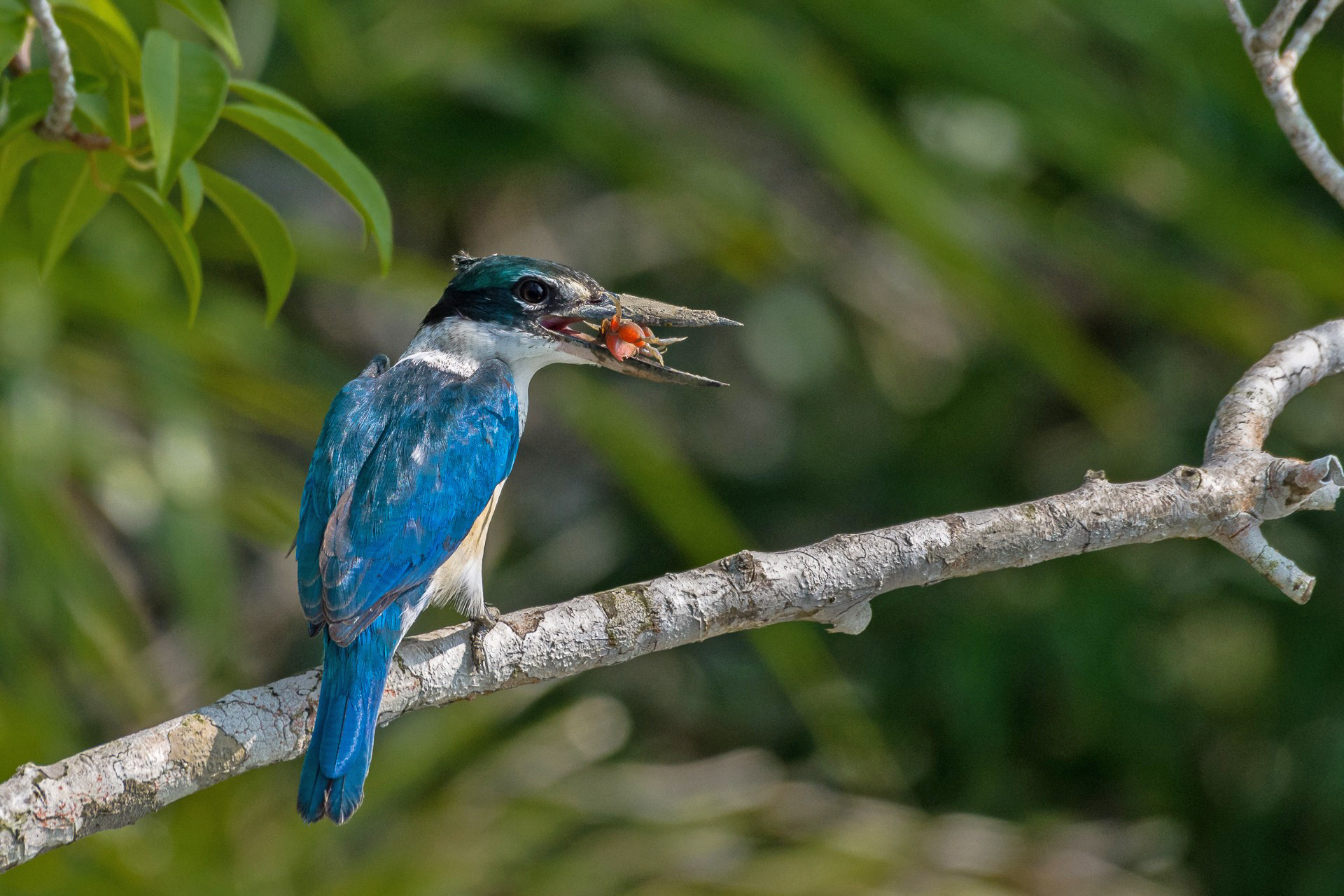 Collared Kingfisher Todiramphus chloris in Sunderbans National Park