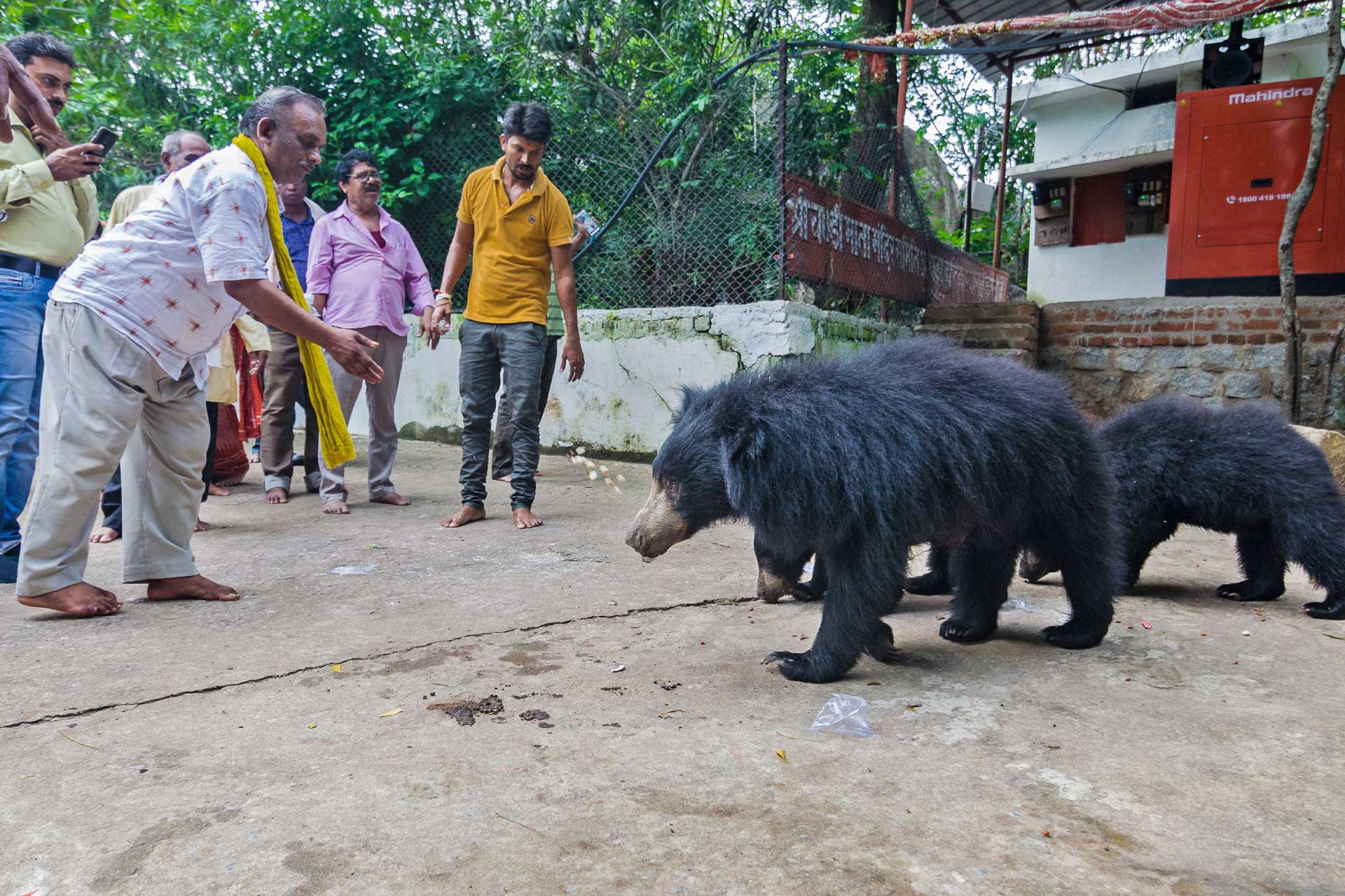Forest department officials taking care of Sloth Bears at Chandi Mata temple