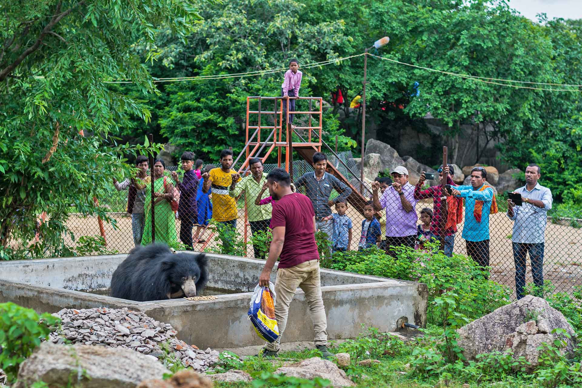 forest department volunteer feeding wild Sloth Bears