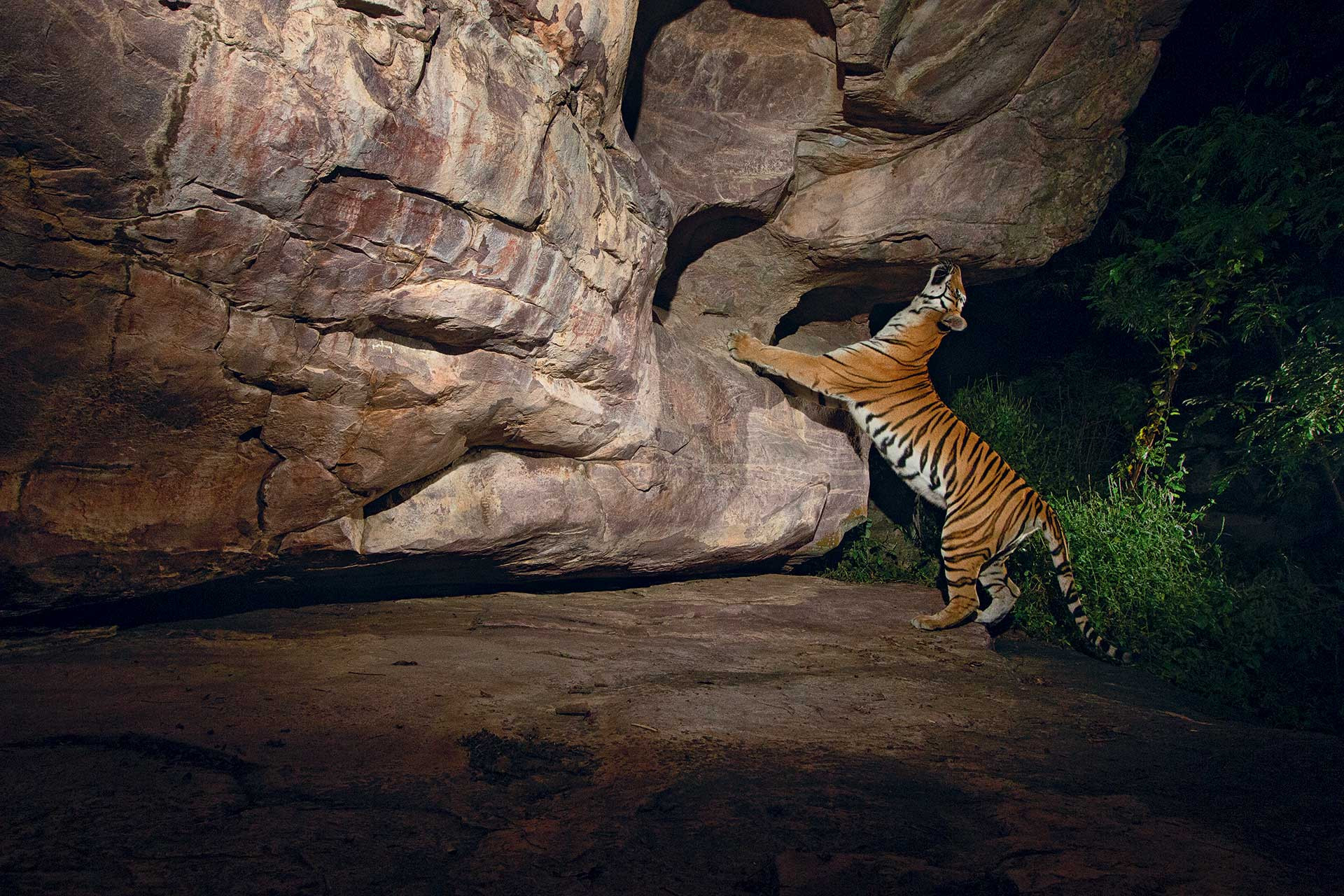 Tiger in Bhimbetka cave