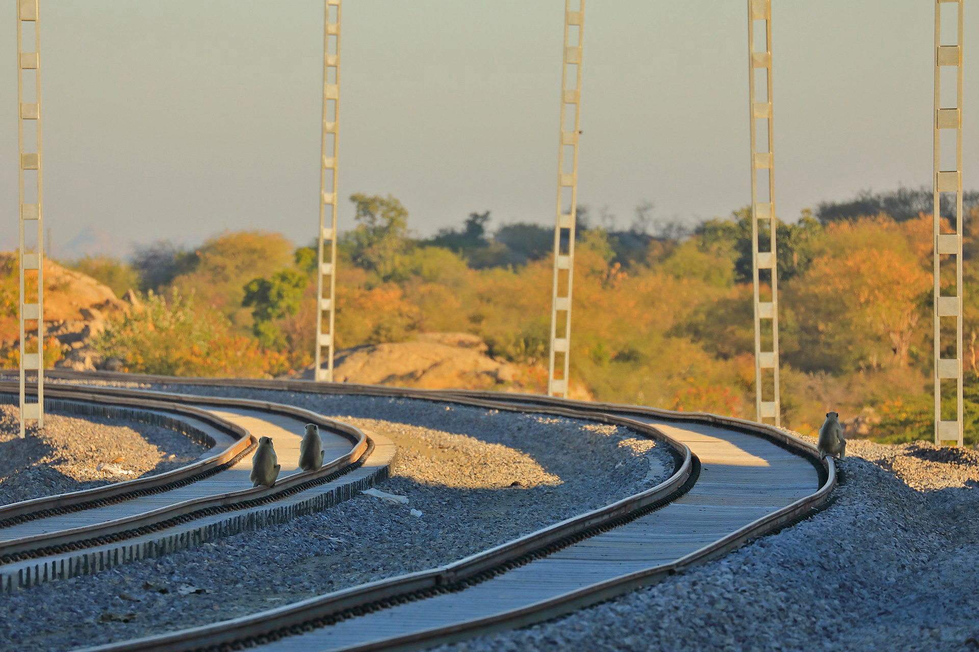 Grey langurs on a railway track in Bera, Rajasthan