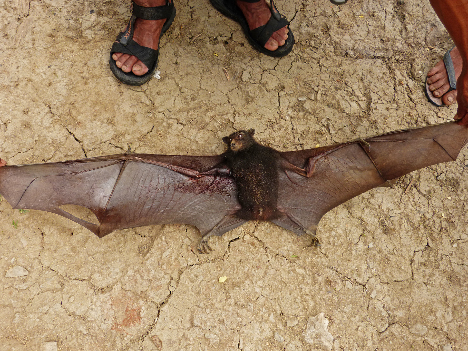 A wounded female Blyth's Flying Fox | Nature inFocus