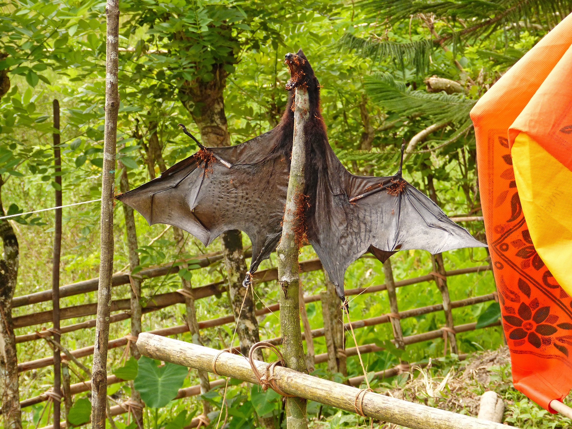 A male Blyth's Flying Fox found skinned in a villager's home in the Andaman Islands | Nature inFocus
