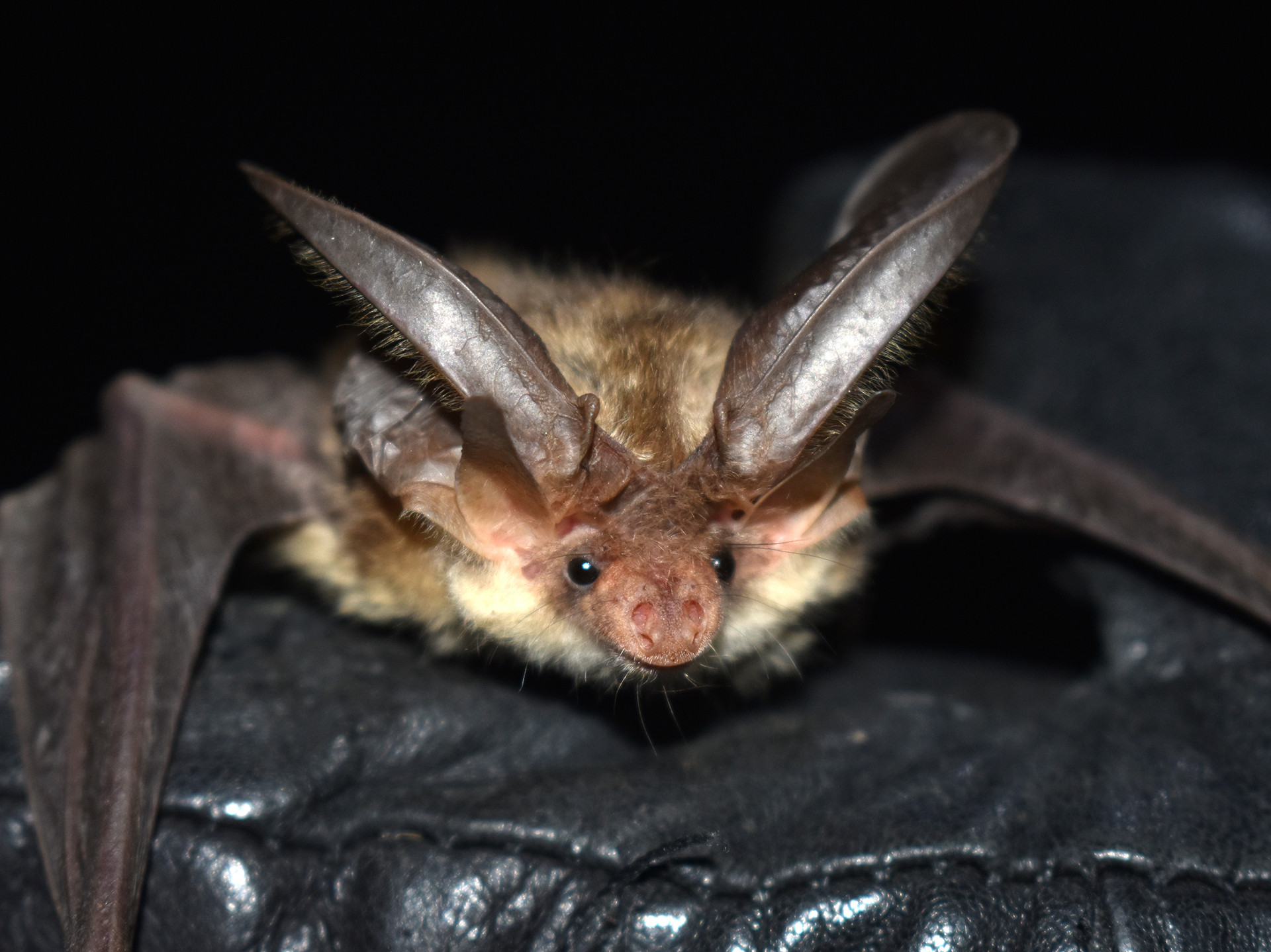 Kashmir Long-eared Bat | Nature inFocus