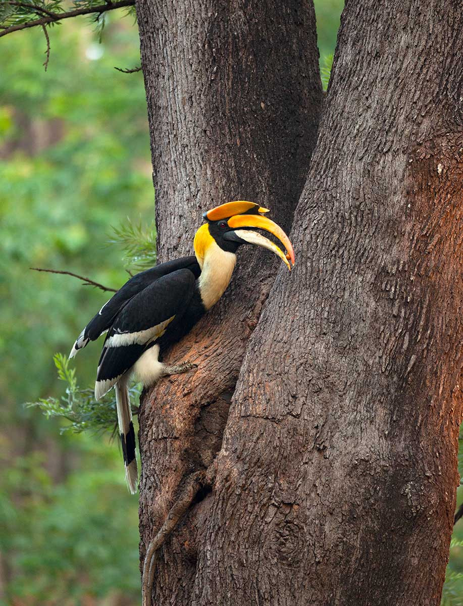      Rohit MG      | Nature Infocus