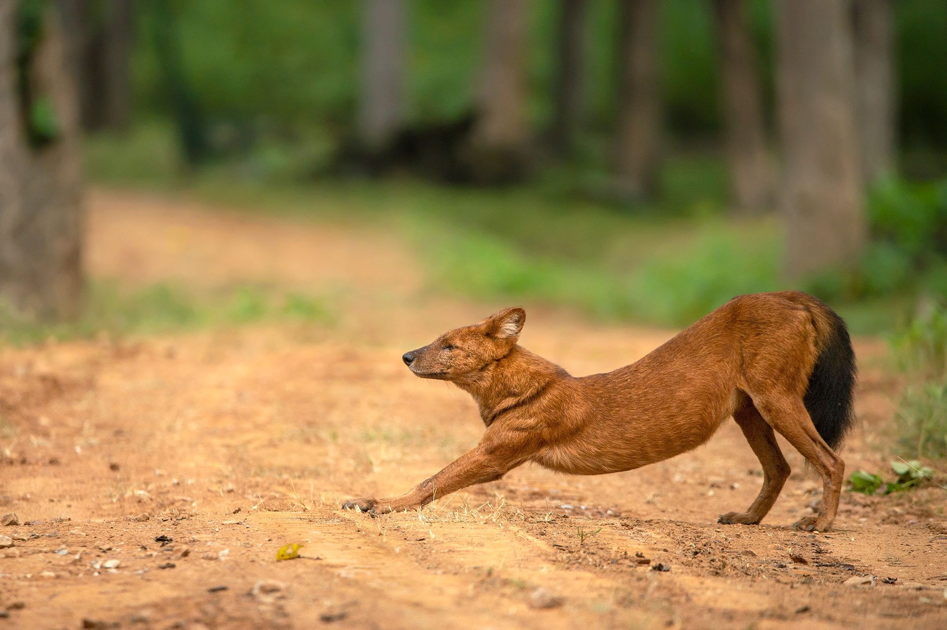      Rohit Varma WildCanids K       | Nature Infocus