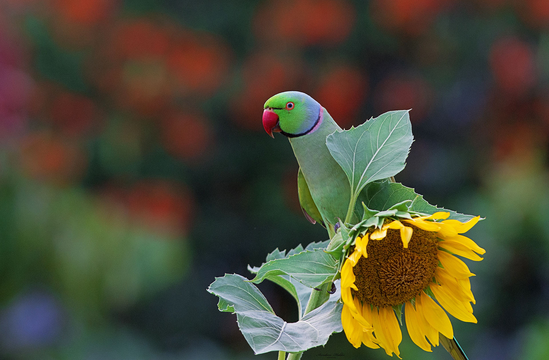 Ring-necked Parakeet or Rose-ringed Parakeet