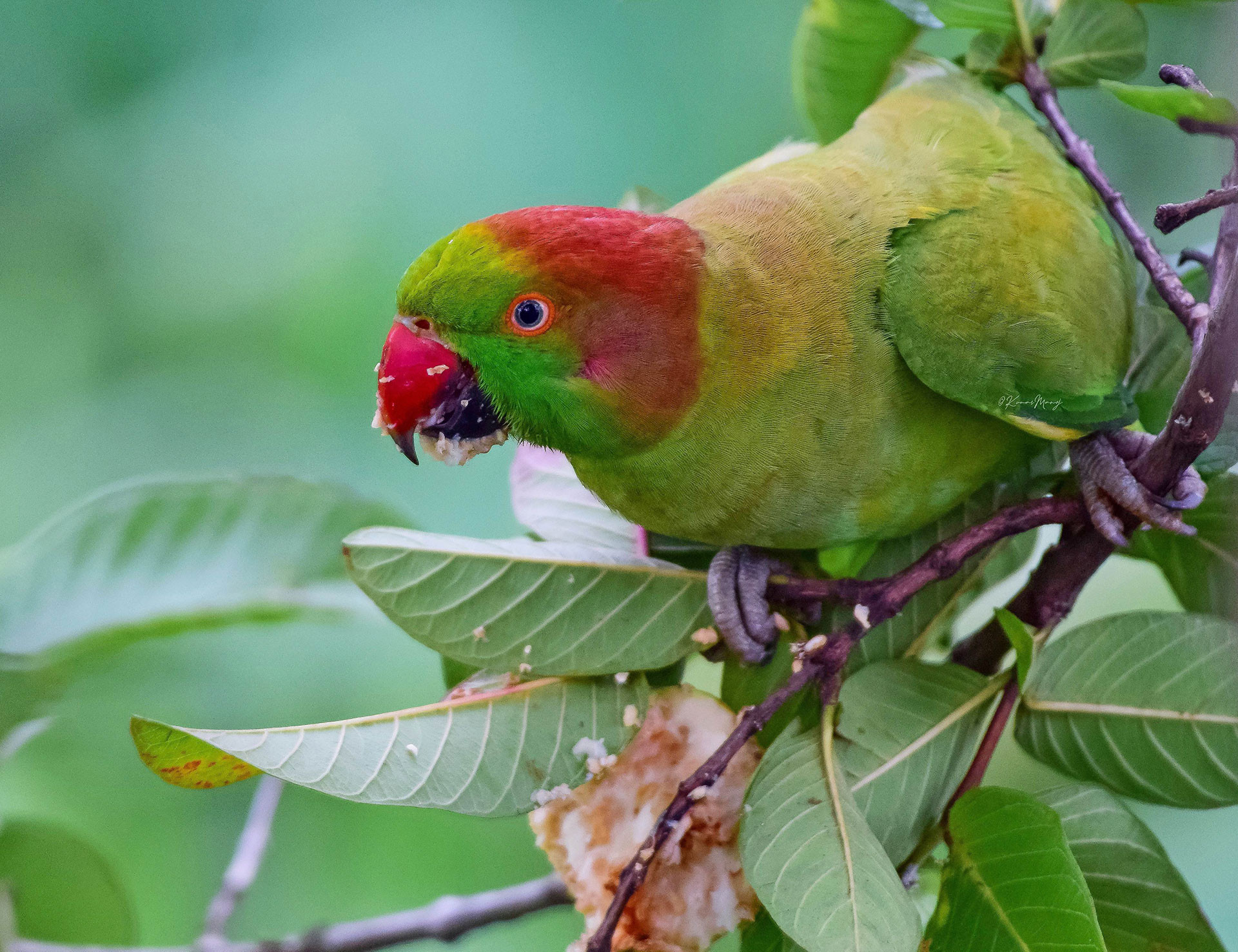 Rose ringed Parakeet escapee from pet trade