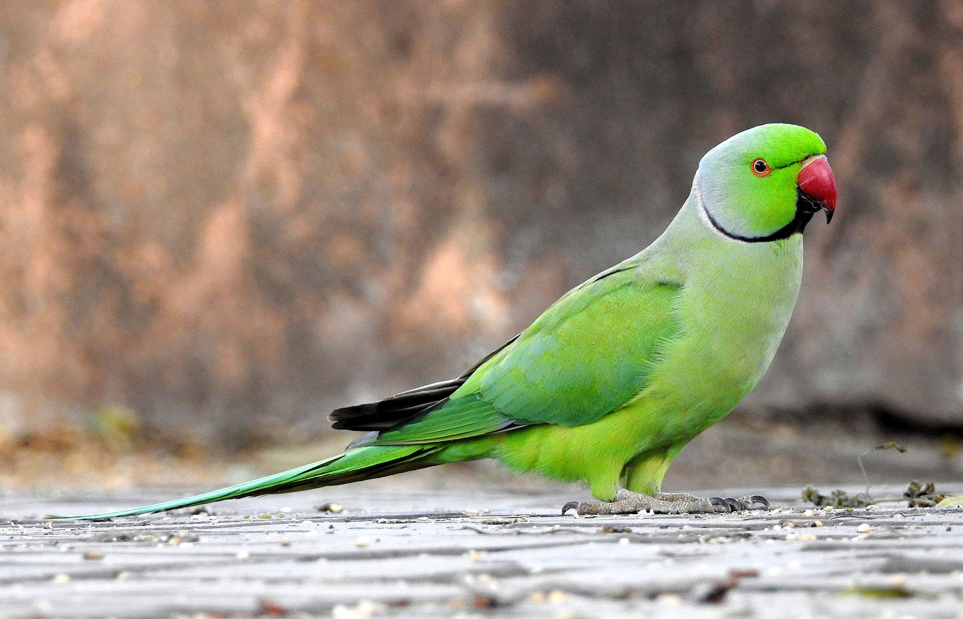 Rose ringed Parakeet Psittacula krameri male