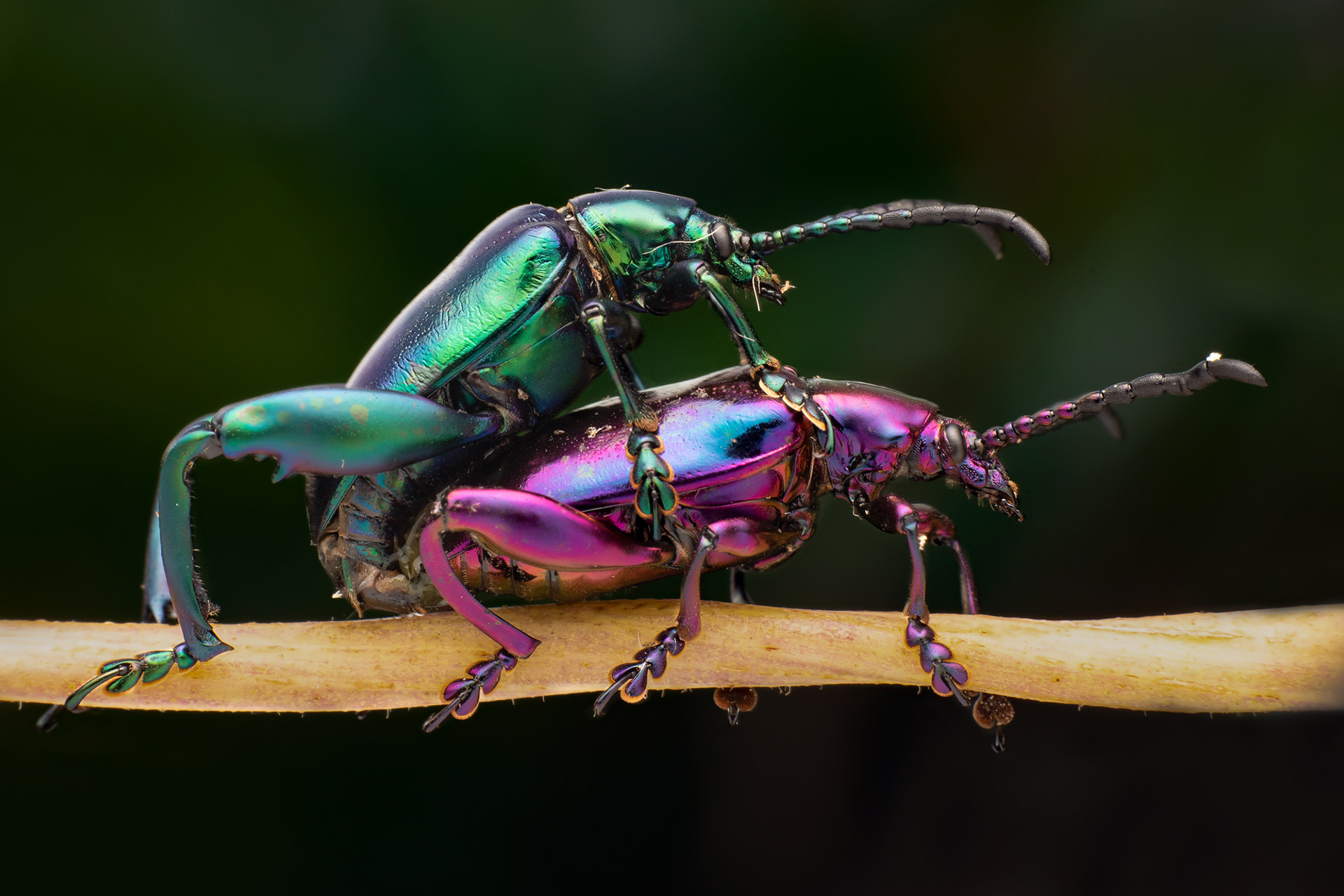 Roshan lal - Top 20 Hive Photographs Of 2020 | Nature inFocus