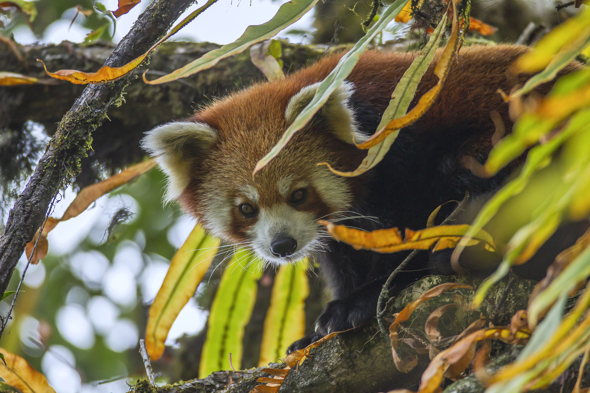 Rp profile nif - Red Alert! | Nature inFocus