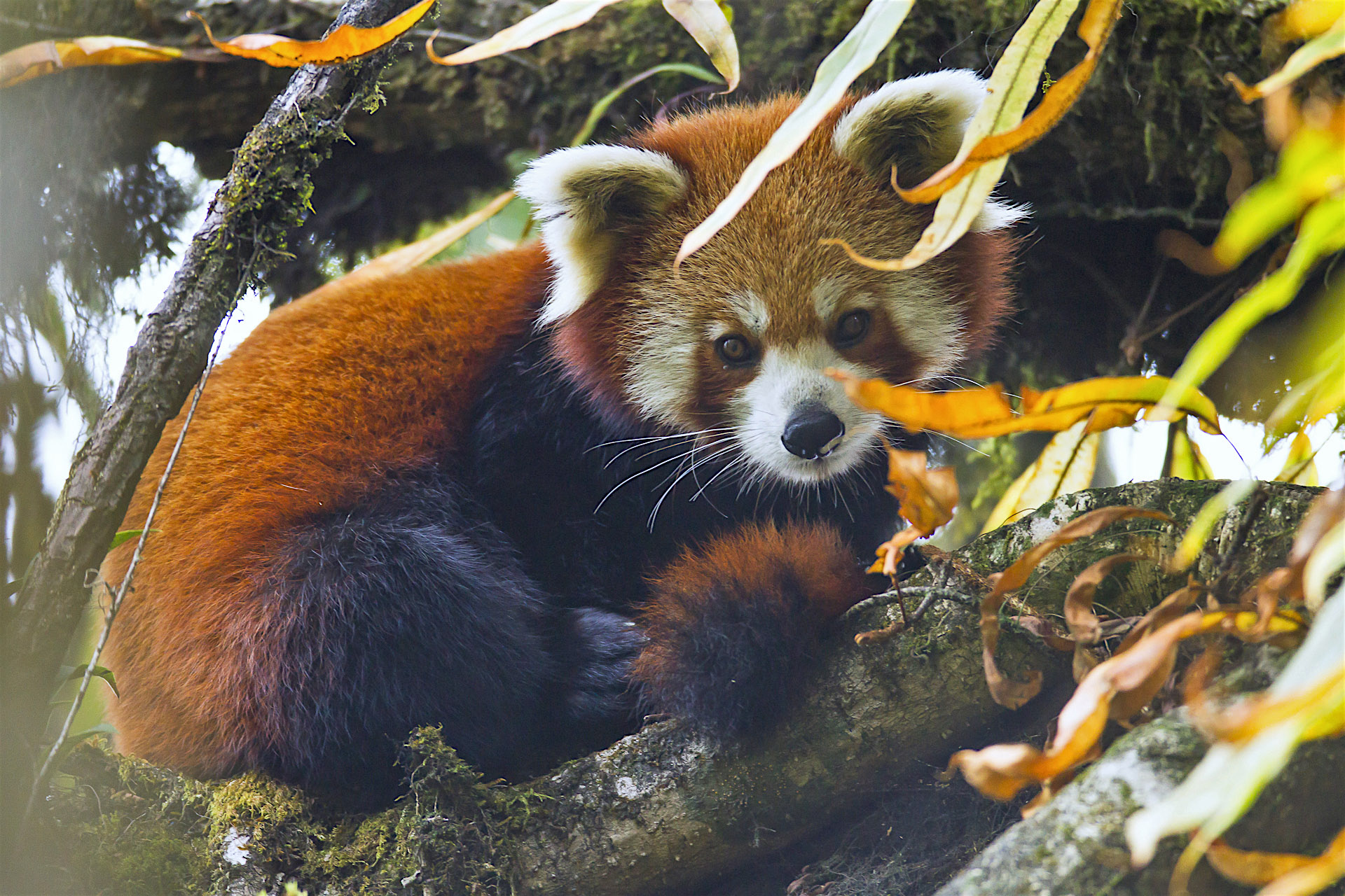 Rp profile nif - Red Alert! | Nature inFocus