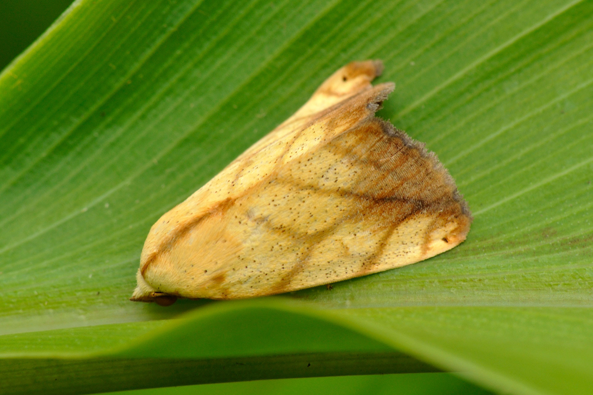      RR DSC       hires | Nature Infocus
