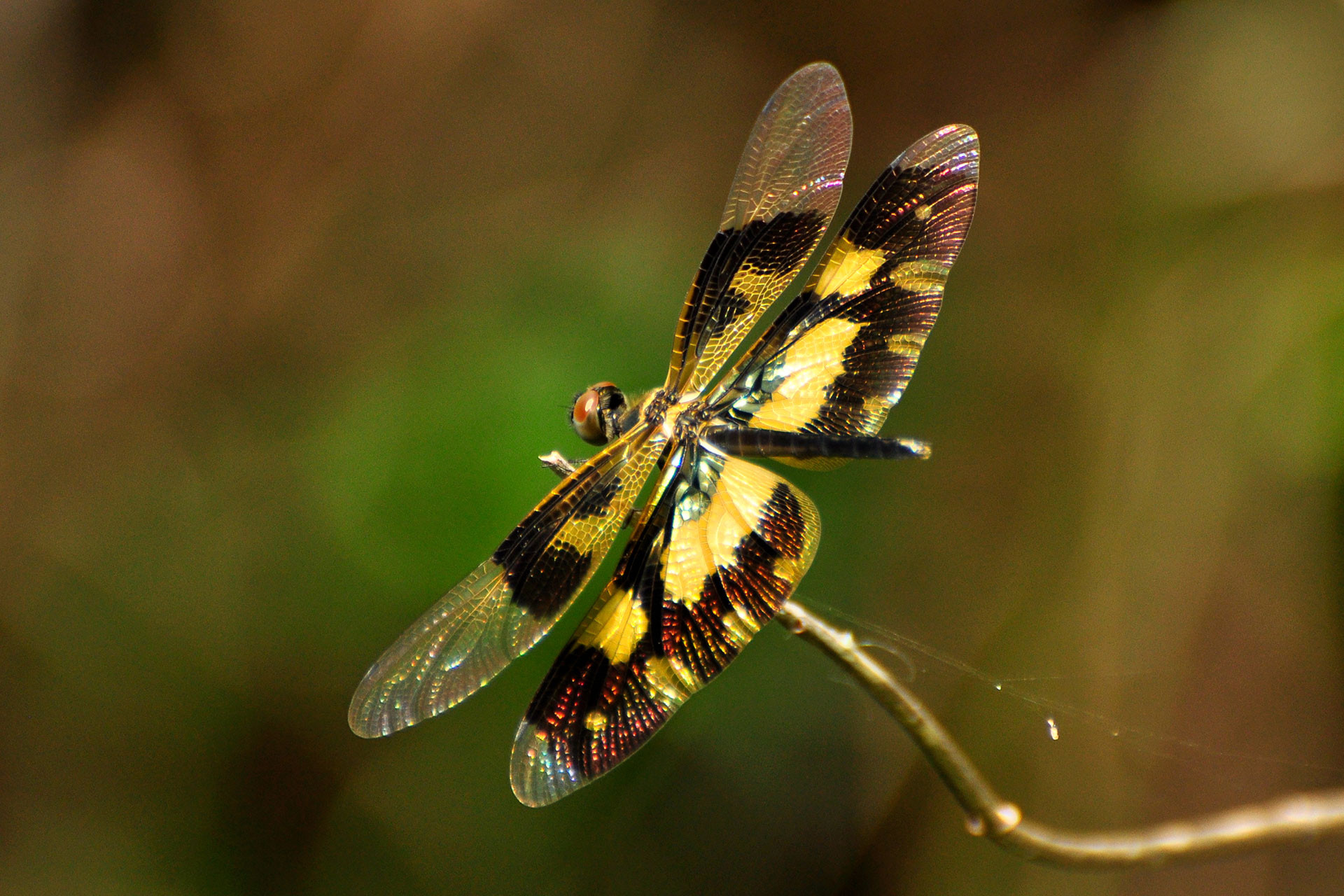      RR DSC     hires | Nature Infocus