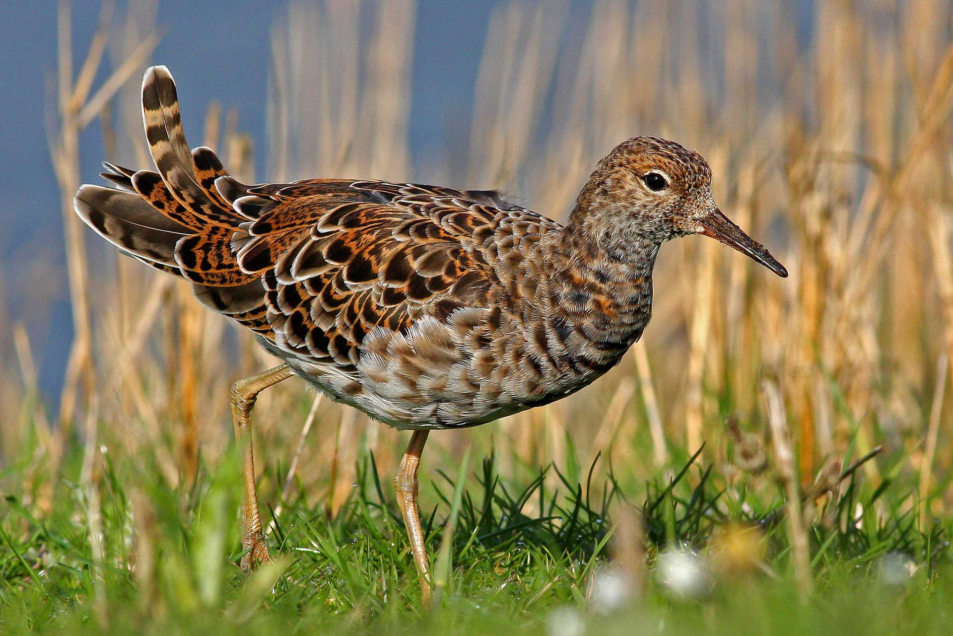 Ruff (Philomachus pugnax)