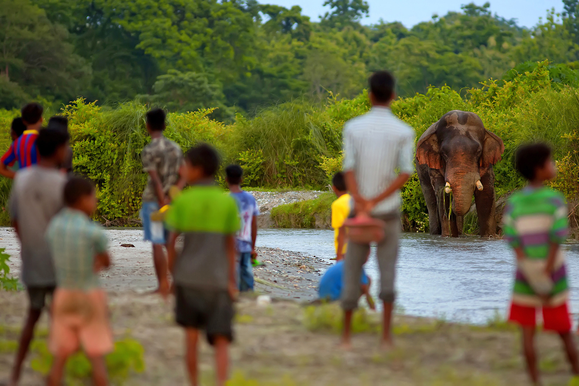 human elephant conflict area near Buxa Tiger Reserve
