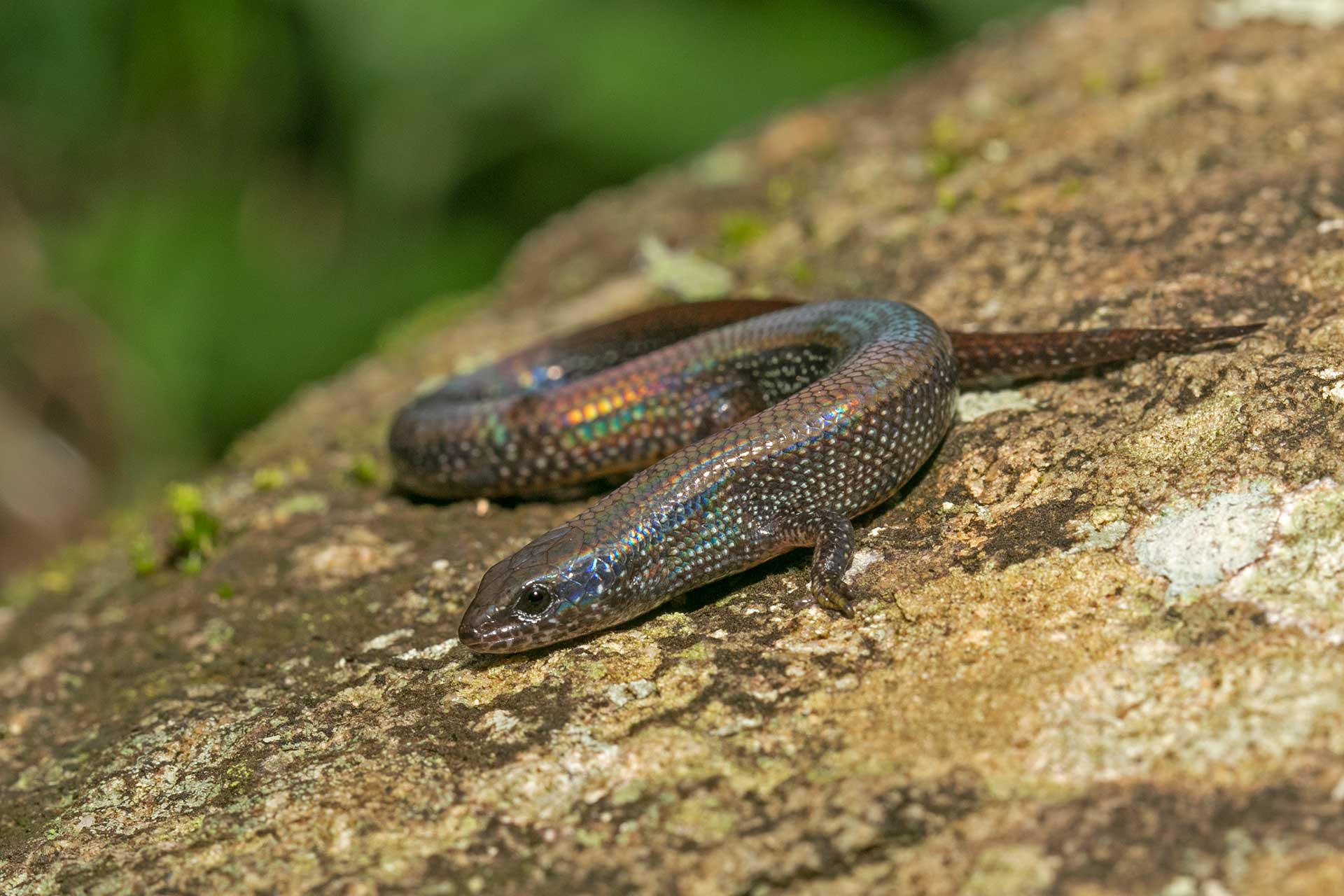 Rurk’s Cat Skink (Ristella rurkii) Rurk's Ristella a rare skink from the Western Ghats