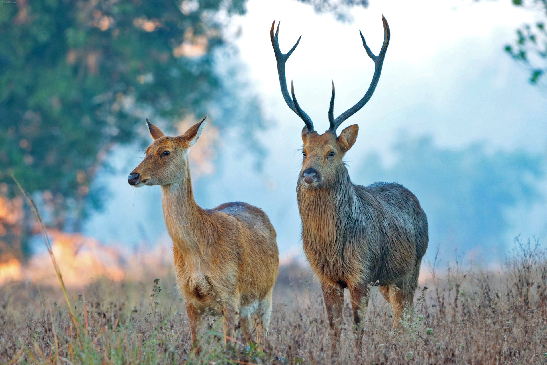 Barasingha in Kanha Tiger Reserve