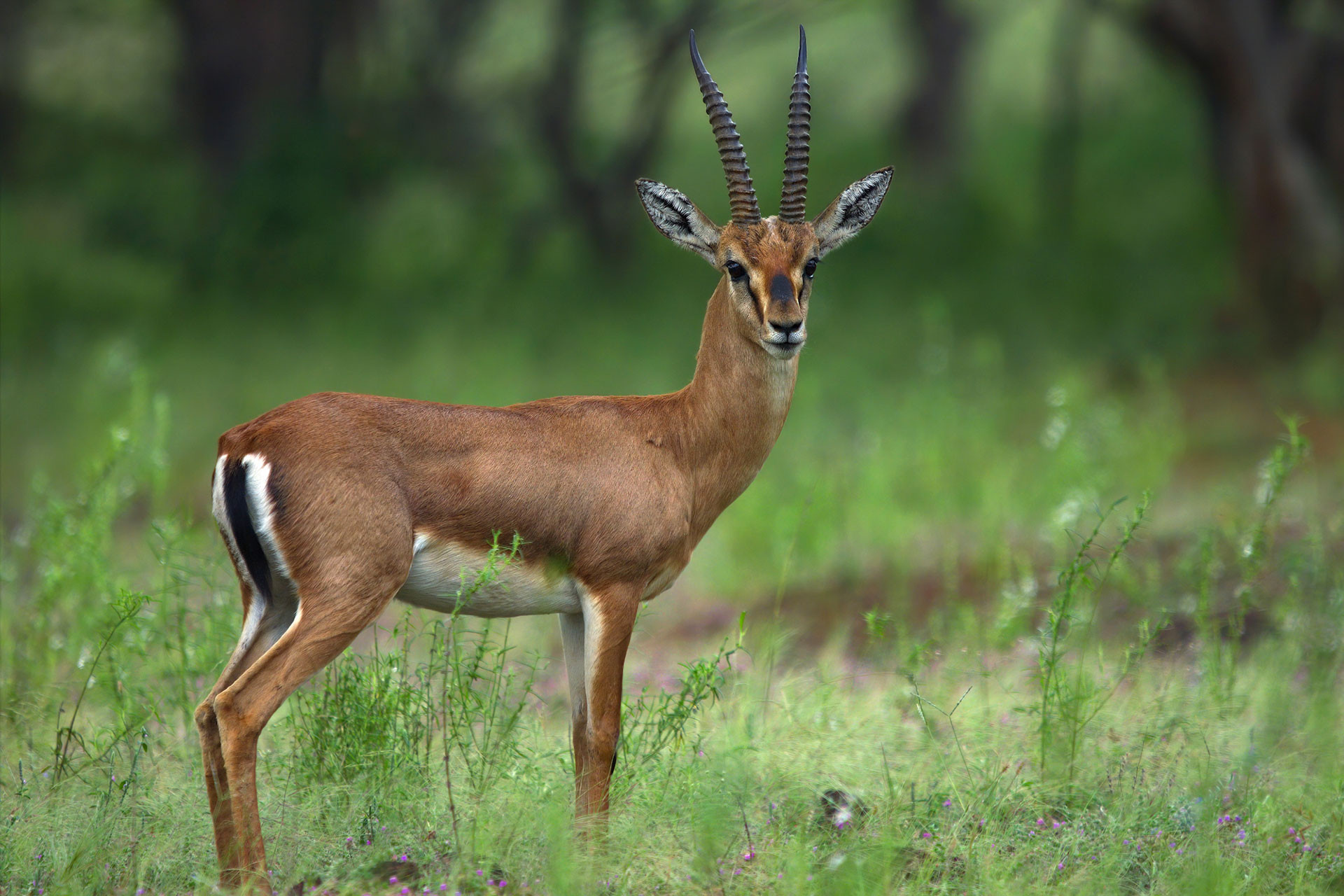 Chinkara also called Indian Gazelle