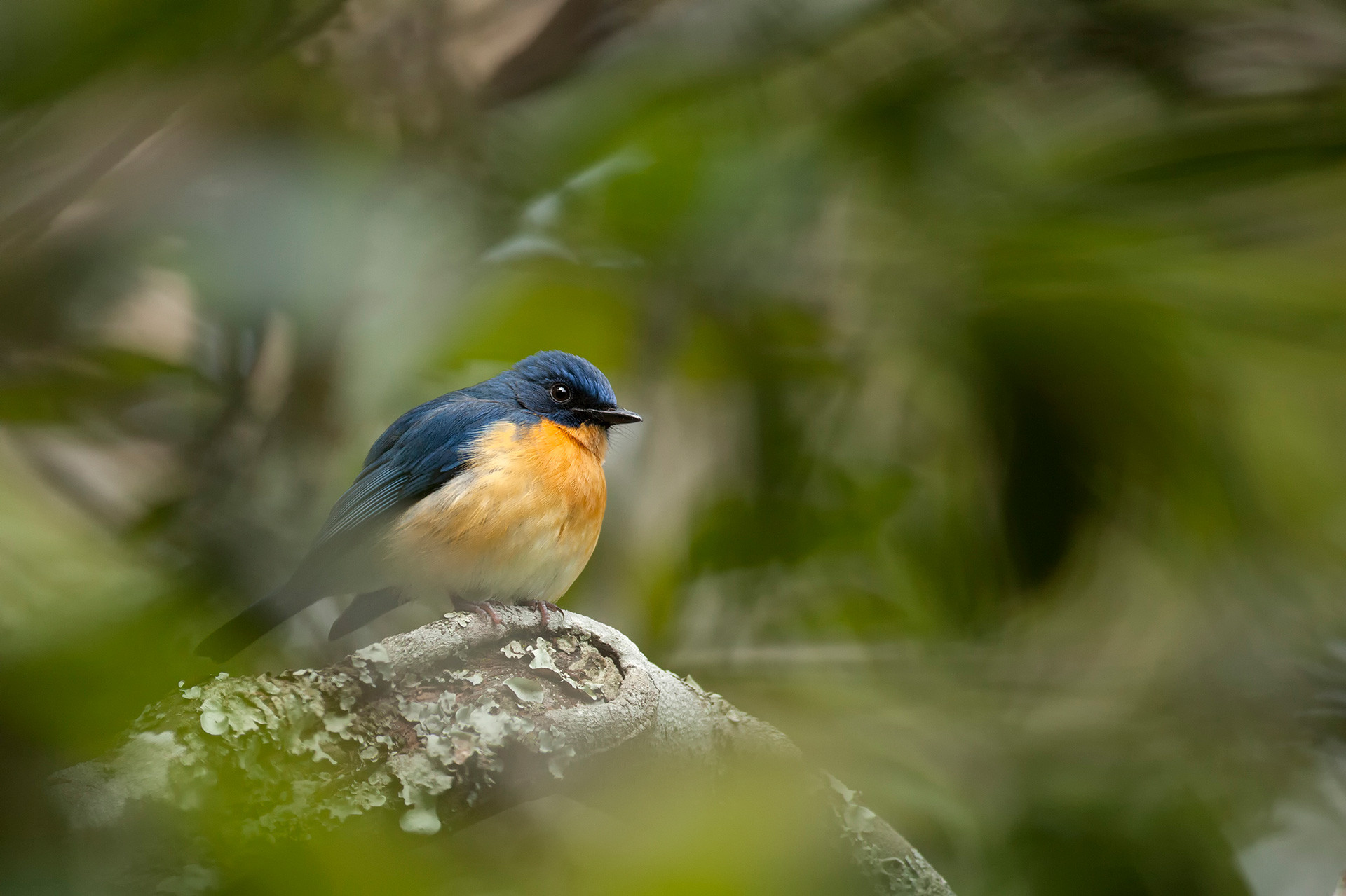      RV Tickell s blue flycatcher | Nature Infocus
