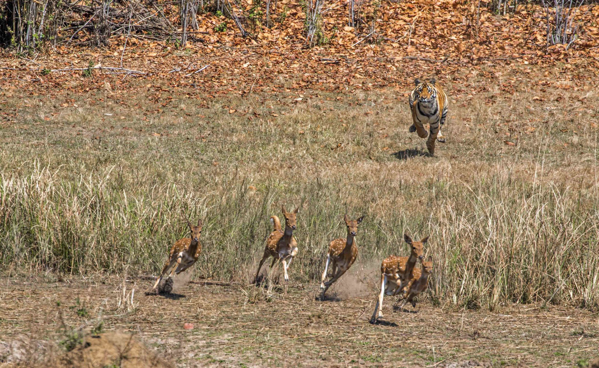 Tiger hunting Spotted Deer in Kanha Tiger Reserve