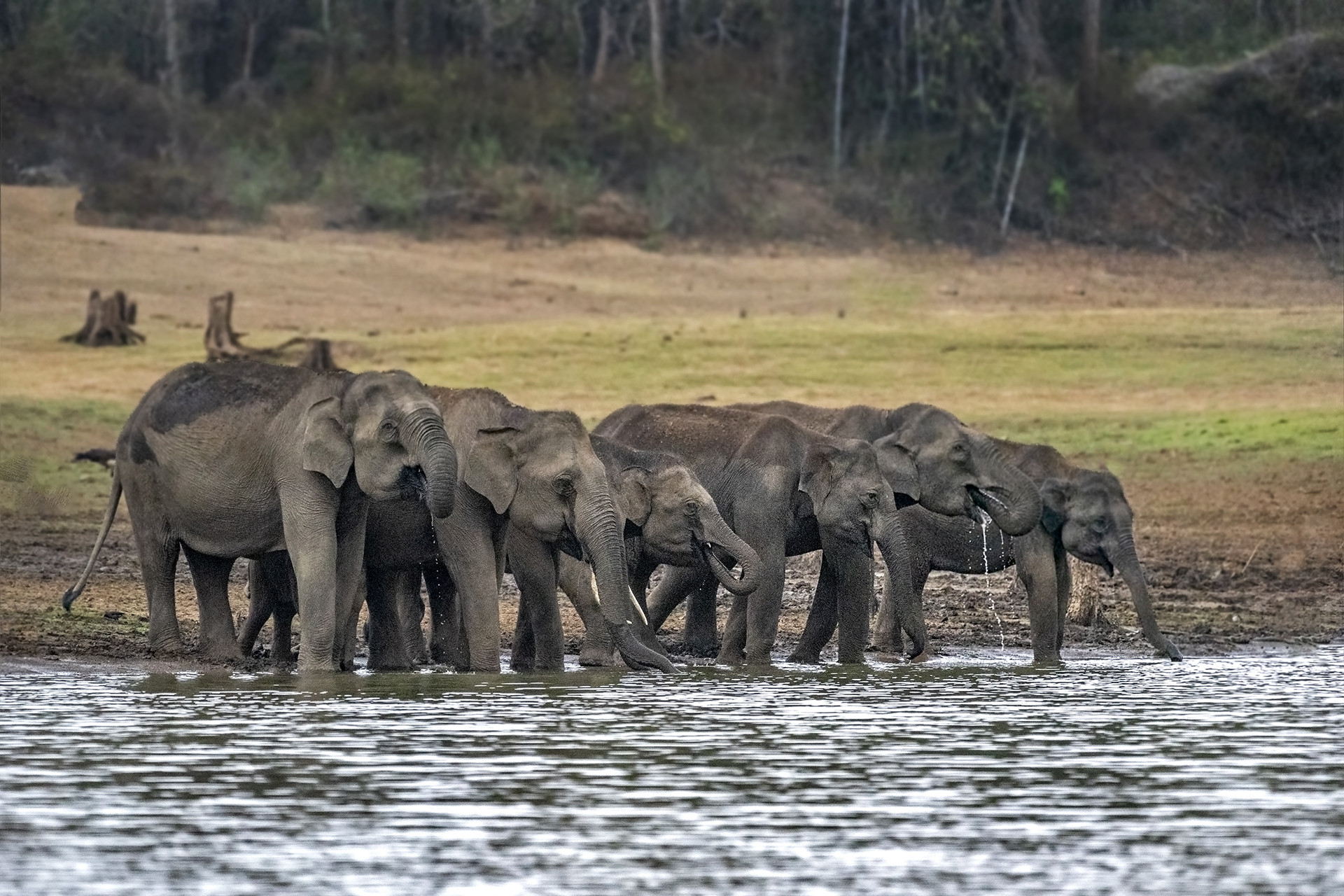 A herd of elephants drinking water in the Kabini reservoir in Nagarahole National Park