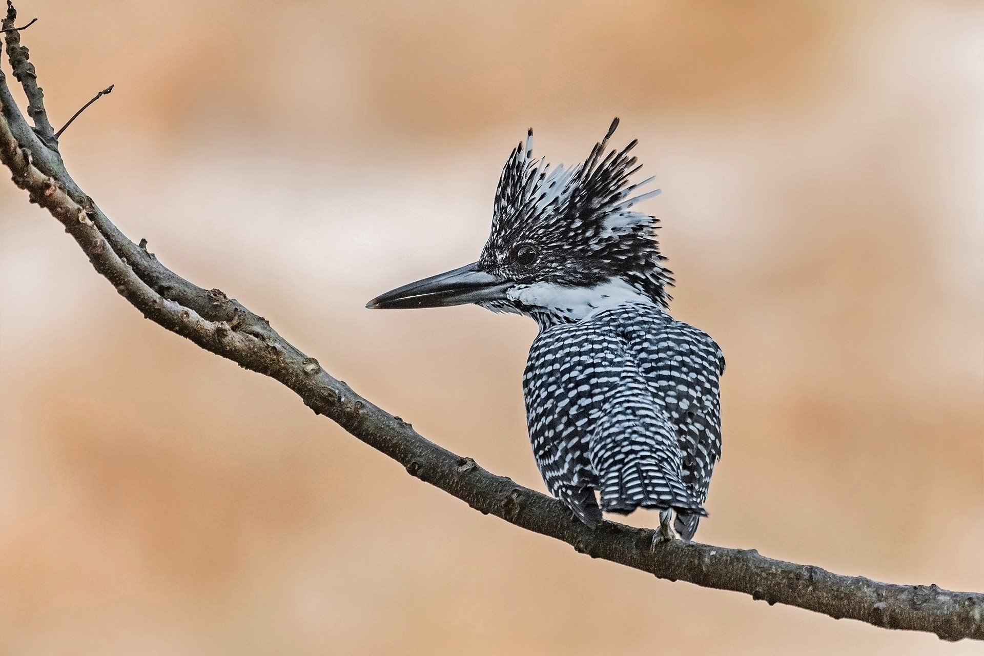Pied Kingfisher Ceryle rudis in Corbett National Park