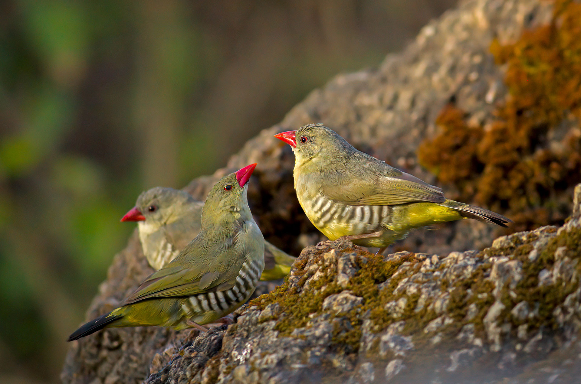 Green Avadavat or Green Munia