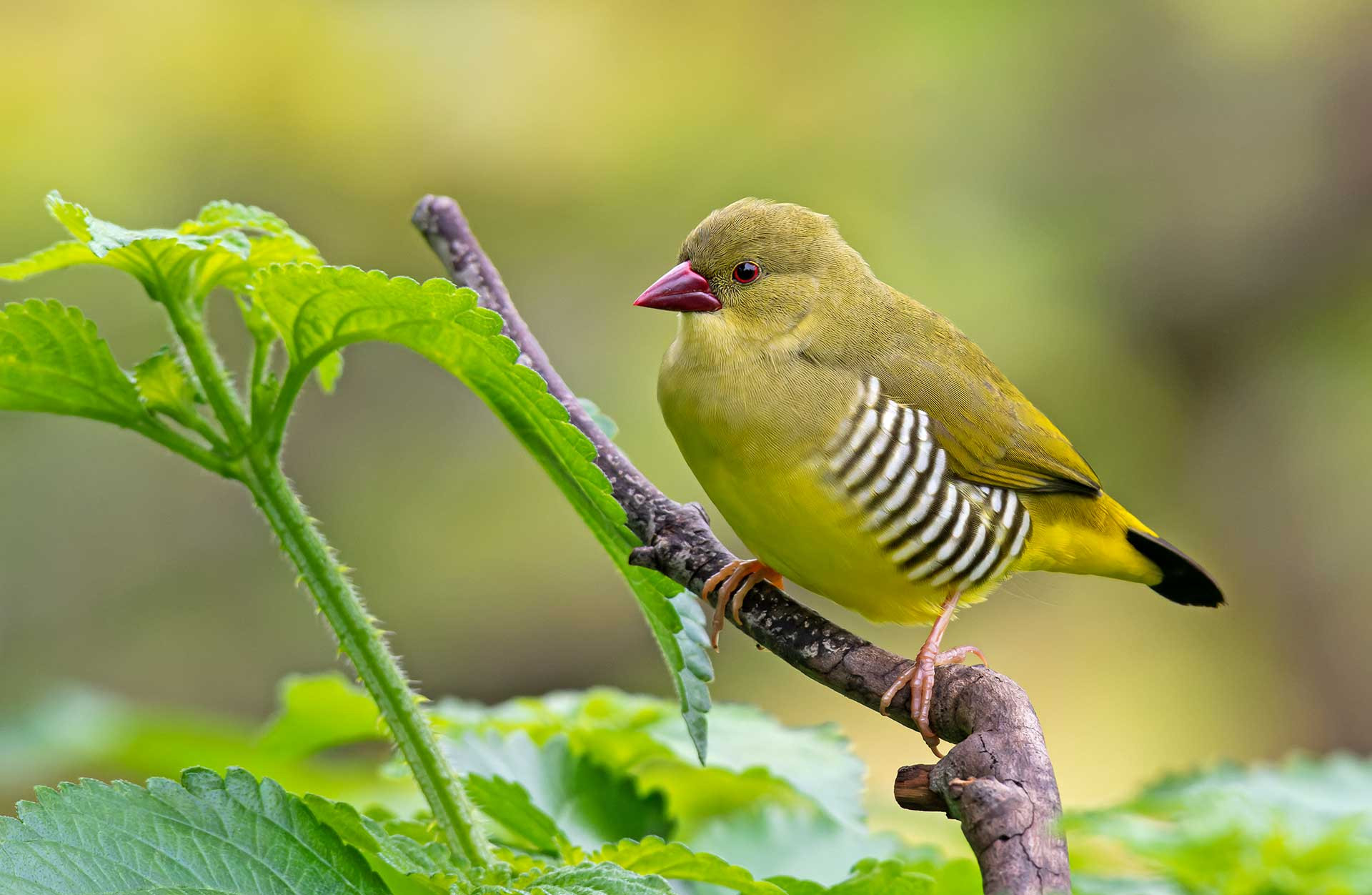 Green Avadavat Amandava formosa