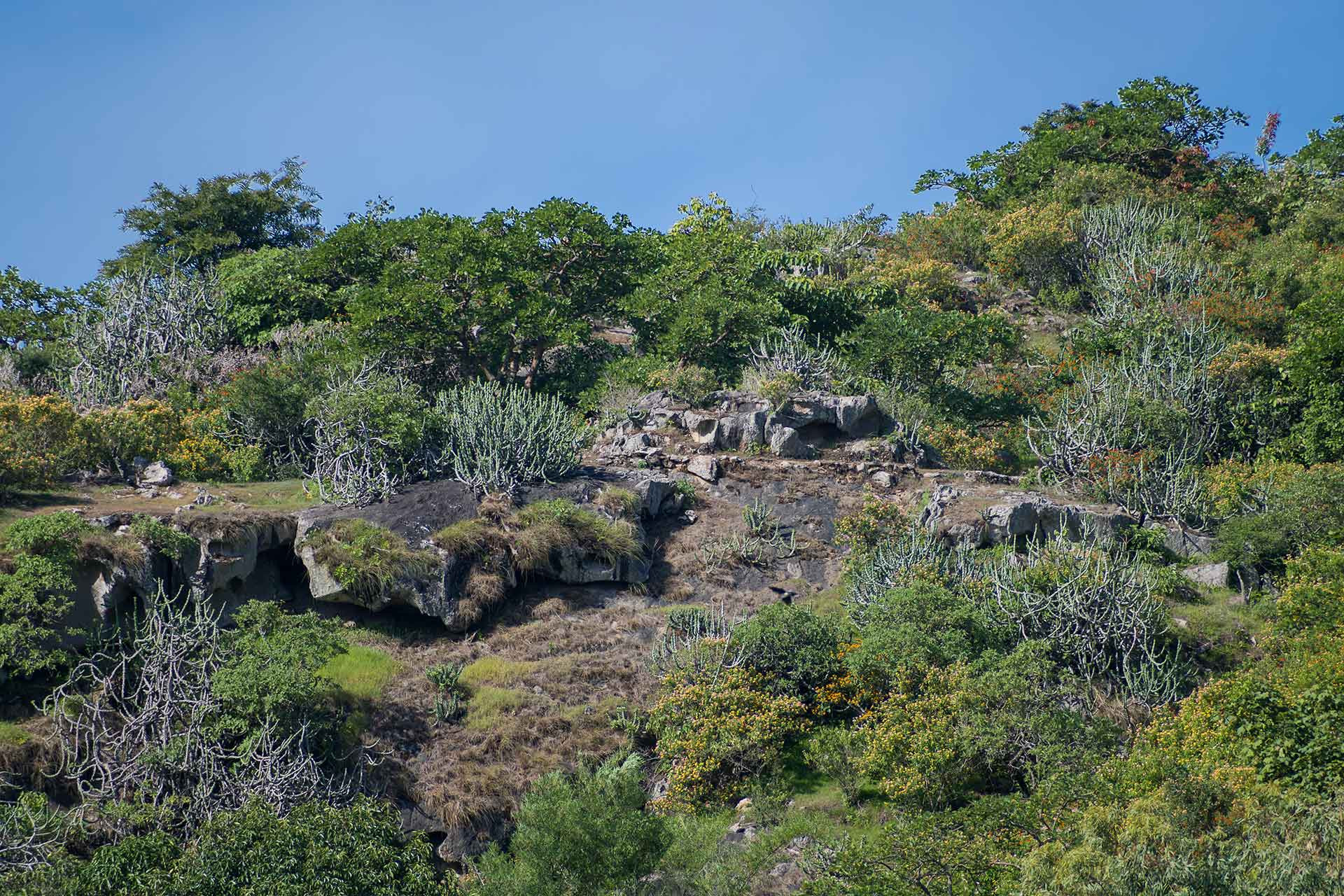 Habitat in Mount Abu Wildlife Sanctuary