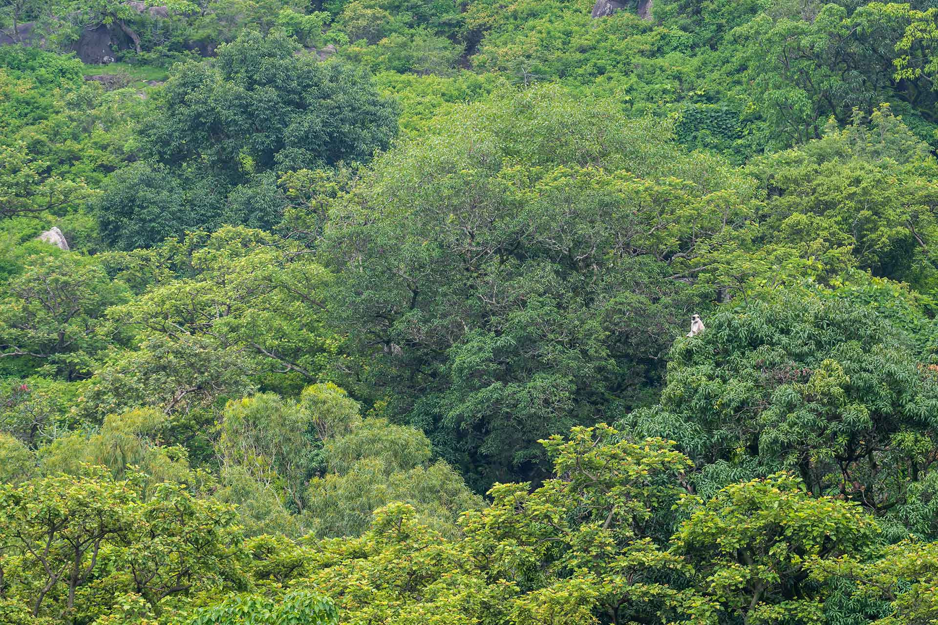 Grey Langur in Mount Abu Wildlife Sanctuary