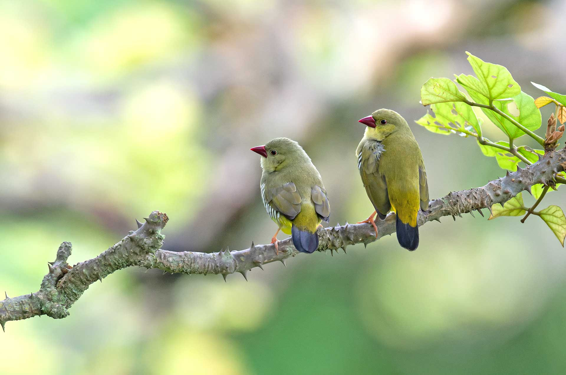 Green Avadavat pair