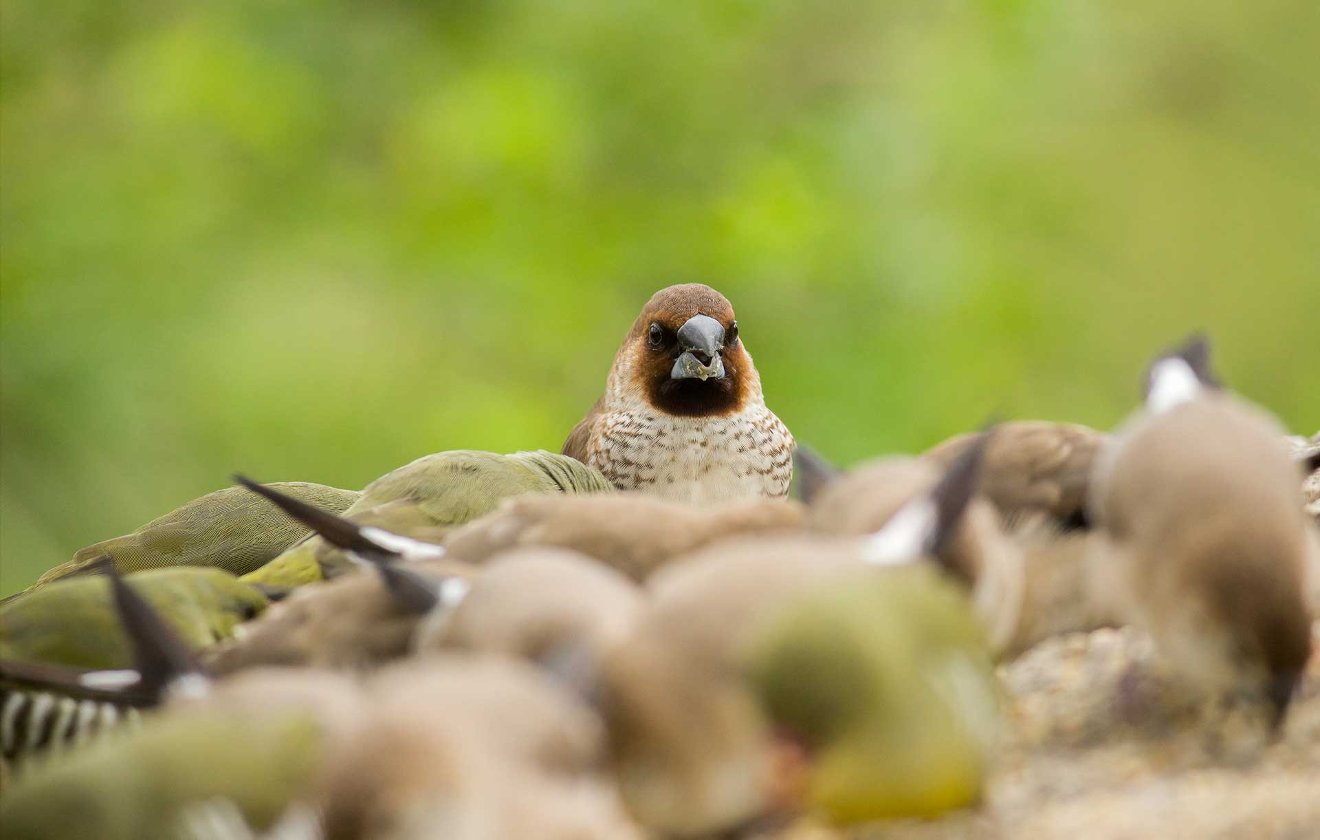 Scaly-breasted Munia feeding communally among Green Munias