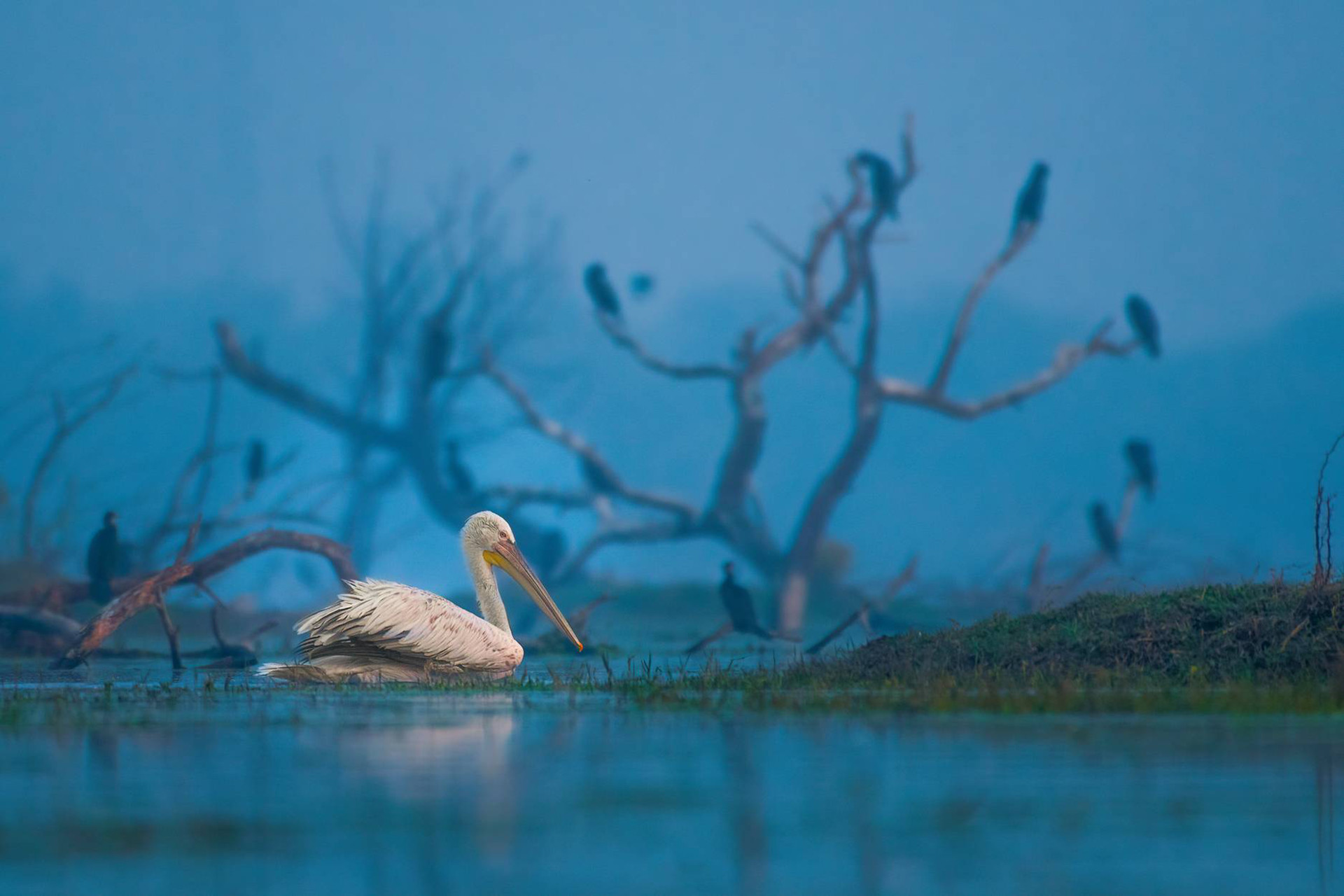 Dalmatian Pelican in Keoladeo National Park Bharatpur