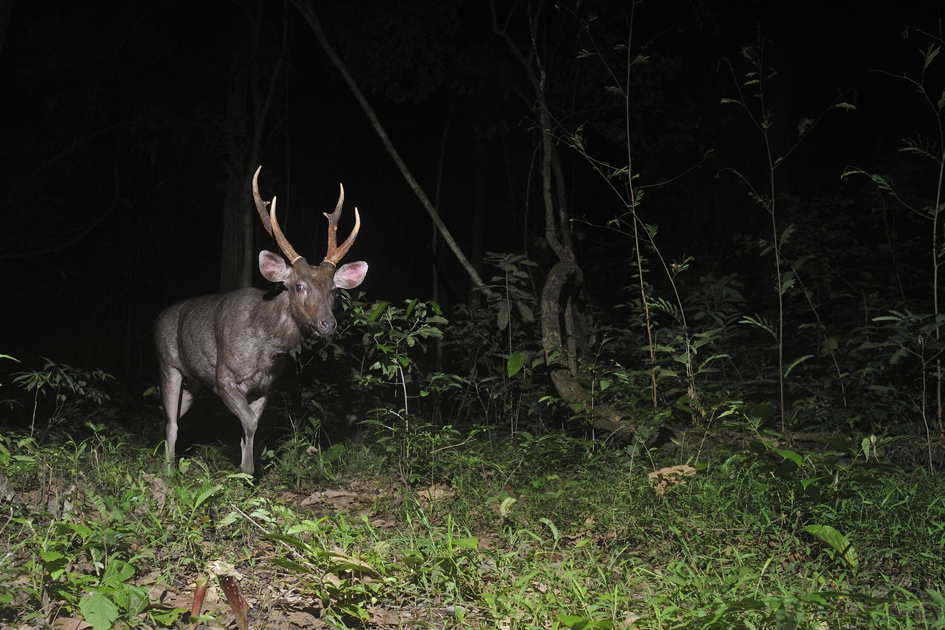 Sambar deer - The Unequal Contribution Of Seed-Dispersing Animals | Nature inFocus