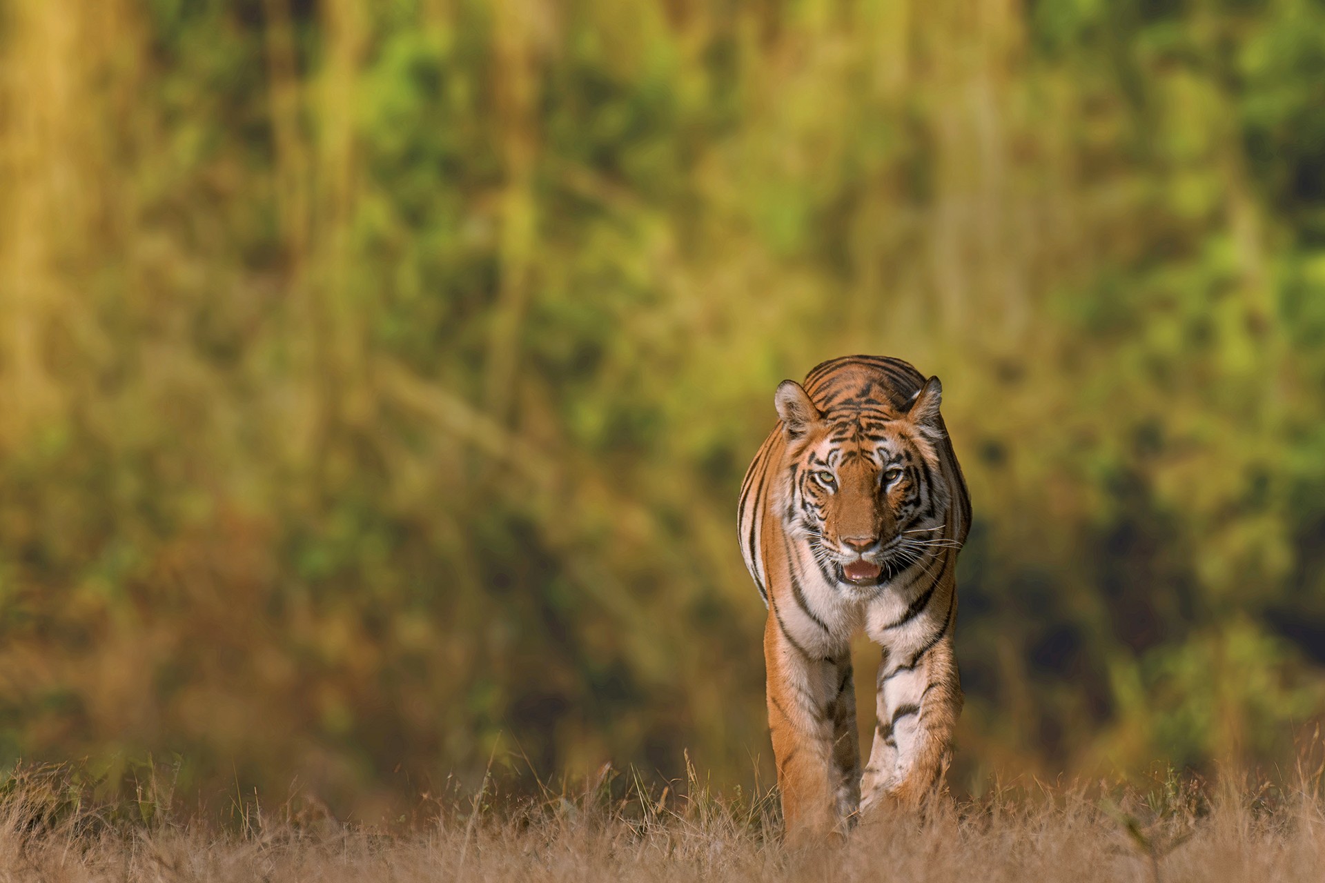 Samiran halder - In Danger | Nature inFocus